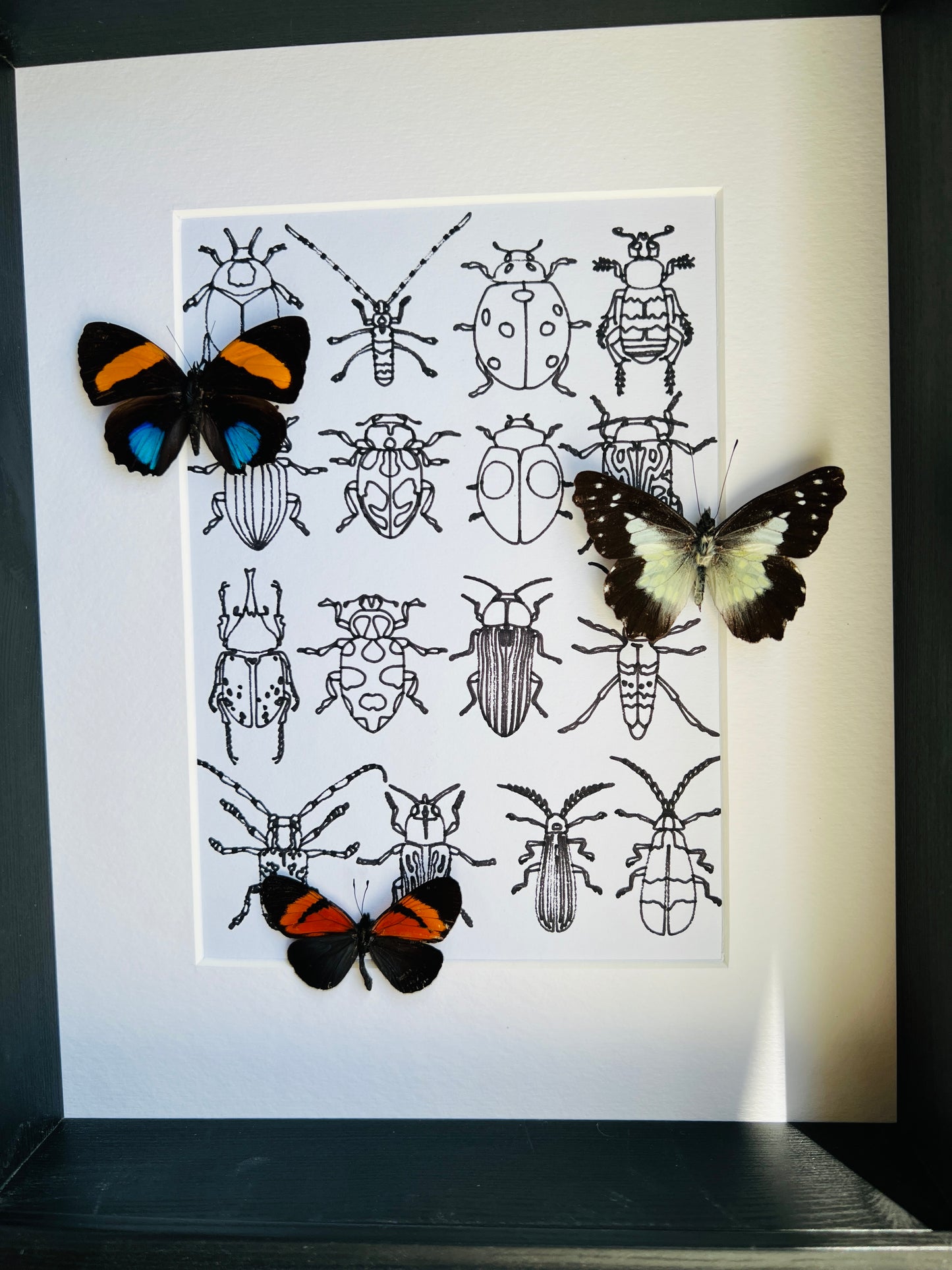 Callicore, Leodonta and Altinote with real drawing in frame