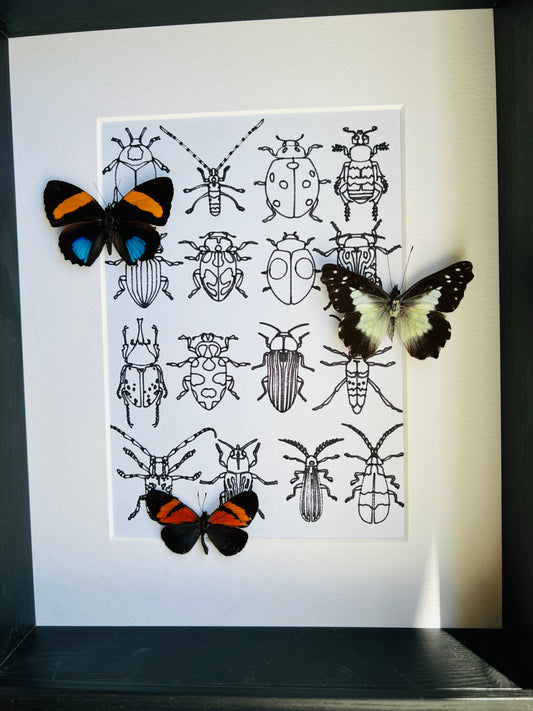 Callicore, Leodonta and Altinote with real drawing in frame