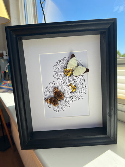 Melete en Junonia met echte tekening in lijst