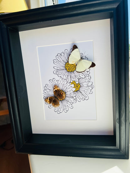 Melete en Junonia met echte tekening in lijst