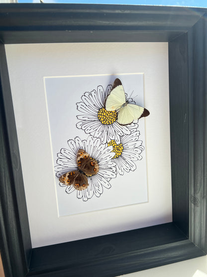 Melete en Junonia met echte tekening in lijst