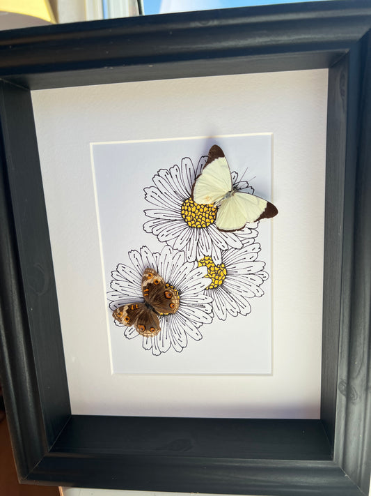 Melete and Junonia with real drawing in frame