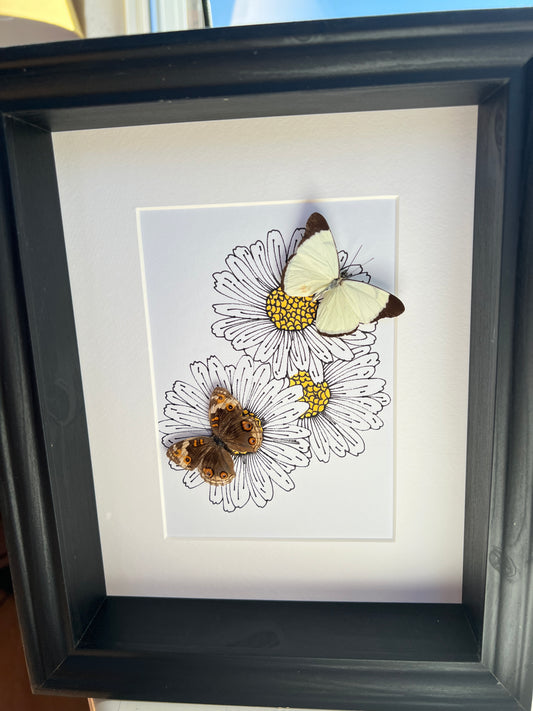 Melete and Junonia with real drawing in frame