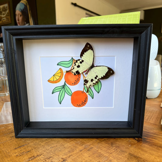 Papilio Dardanus with real drawing in frame