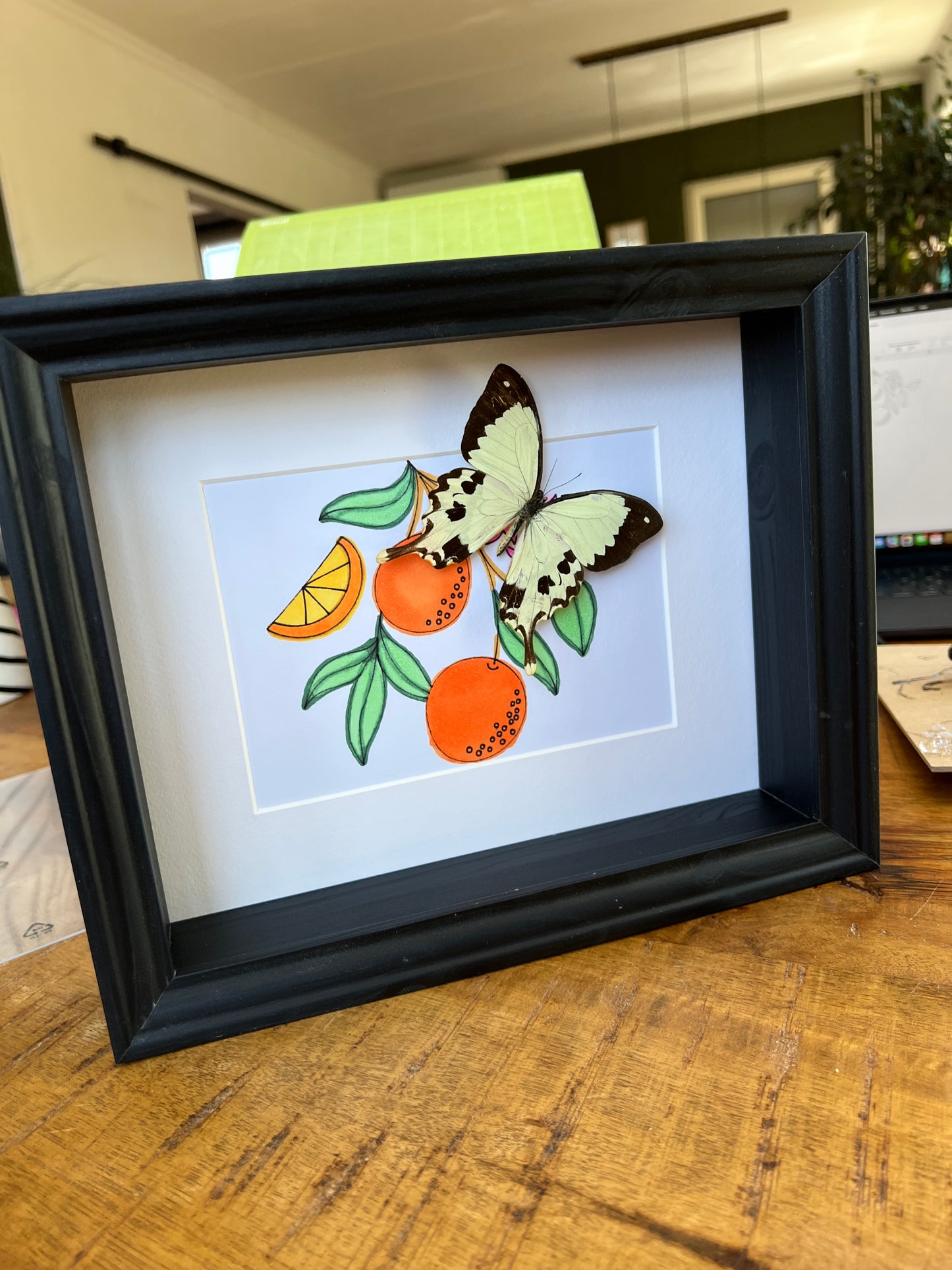 Papilio Dardanus with real drawing in frame