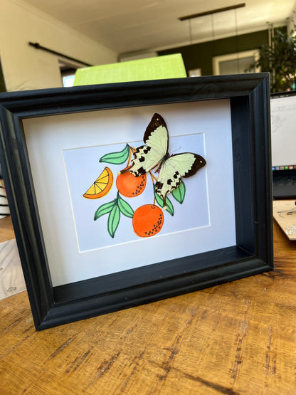 Papilio Dardanus with real drawing in frame
