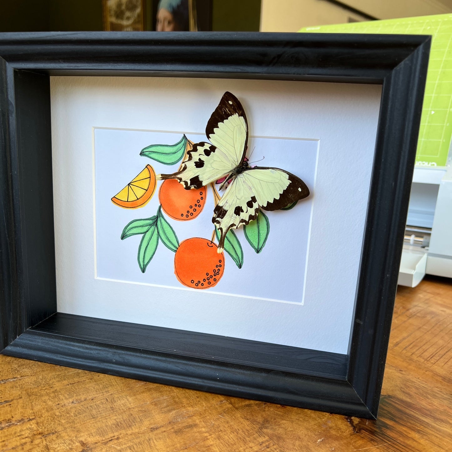 Papilio Dardanus with real drawing in frame