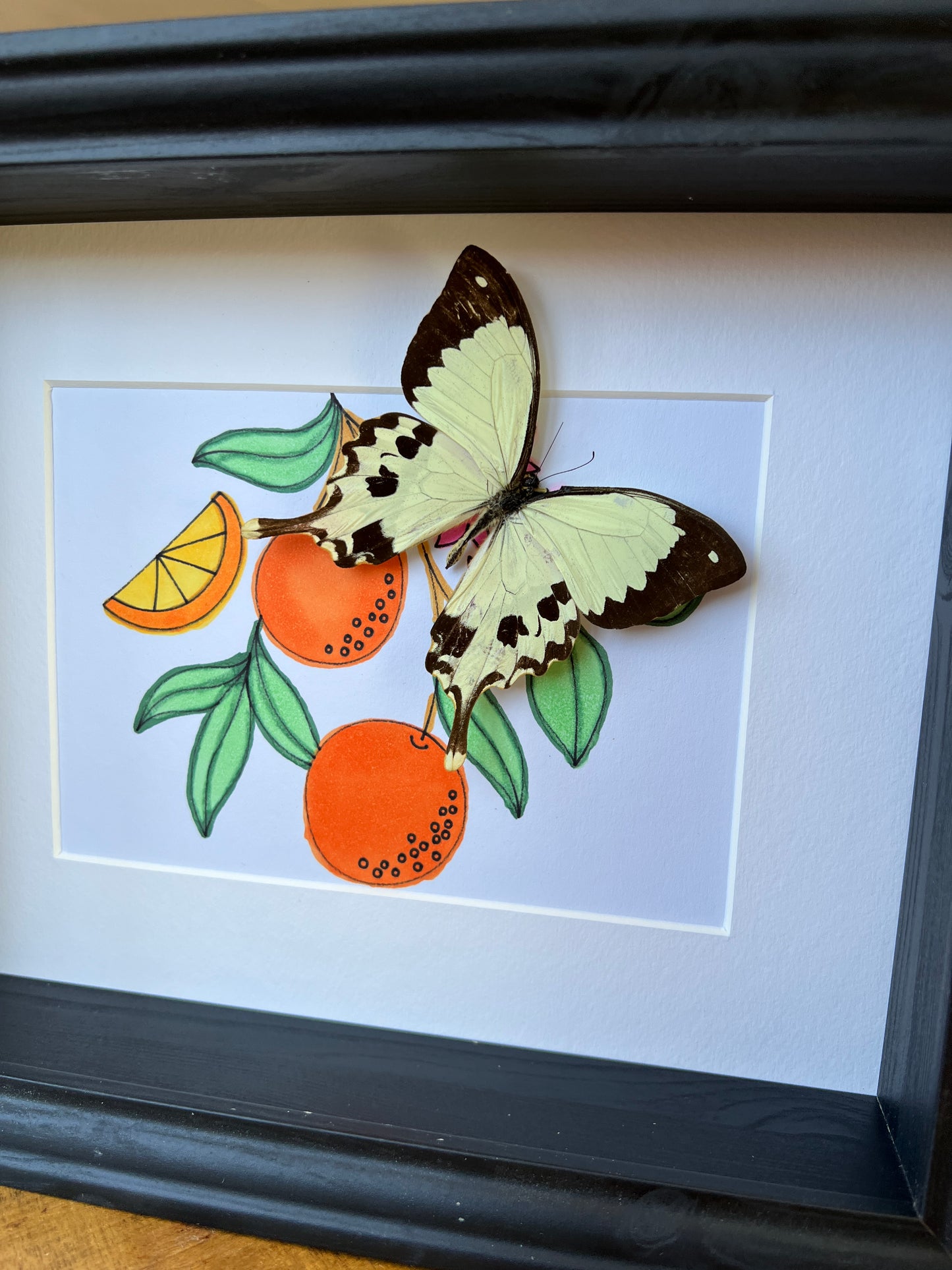 Papilio Dardanus with real drawing in frame