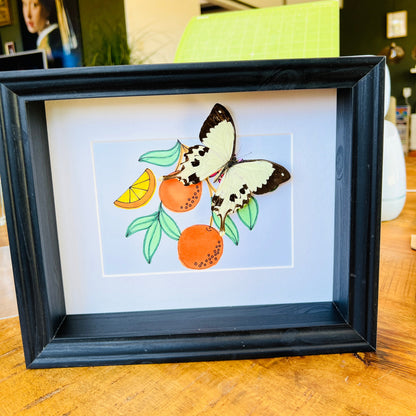 Papilio Dardanus with real drawing in frame