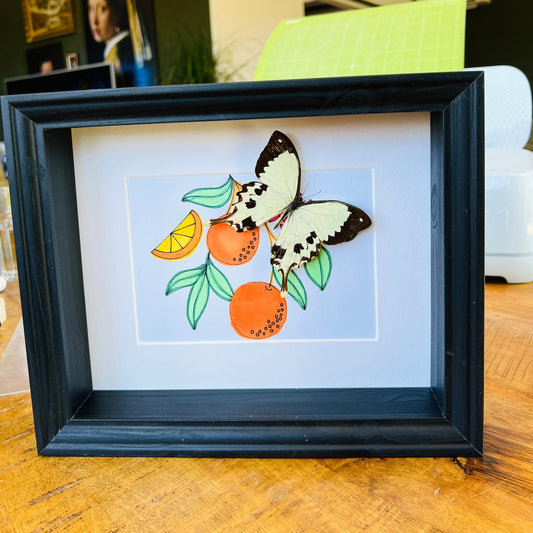Papilio Dardanus with real drawing in frame