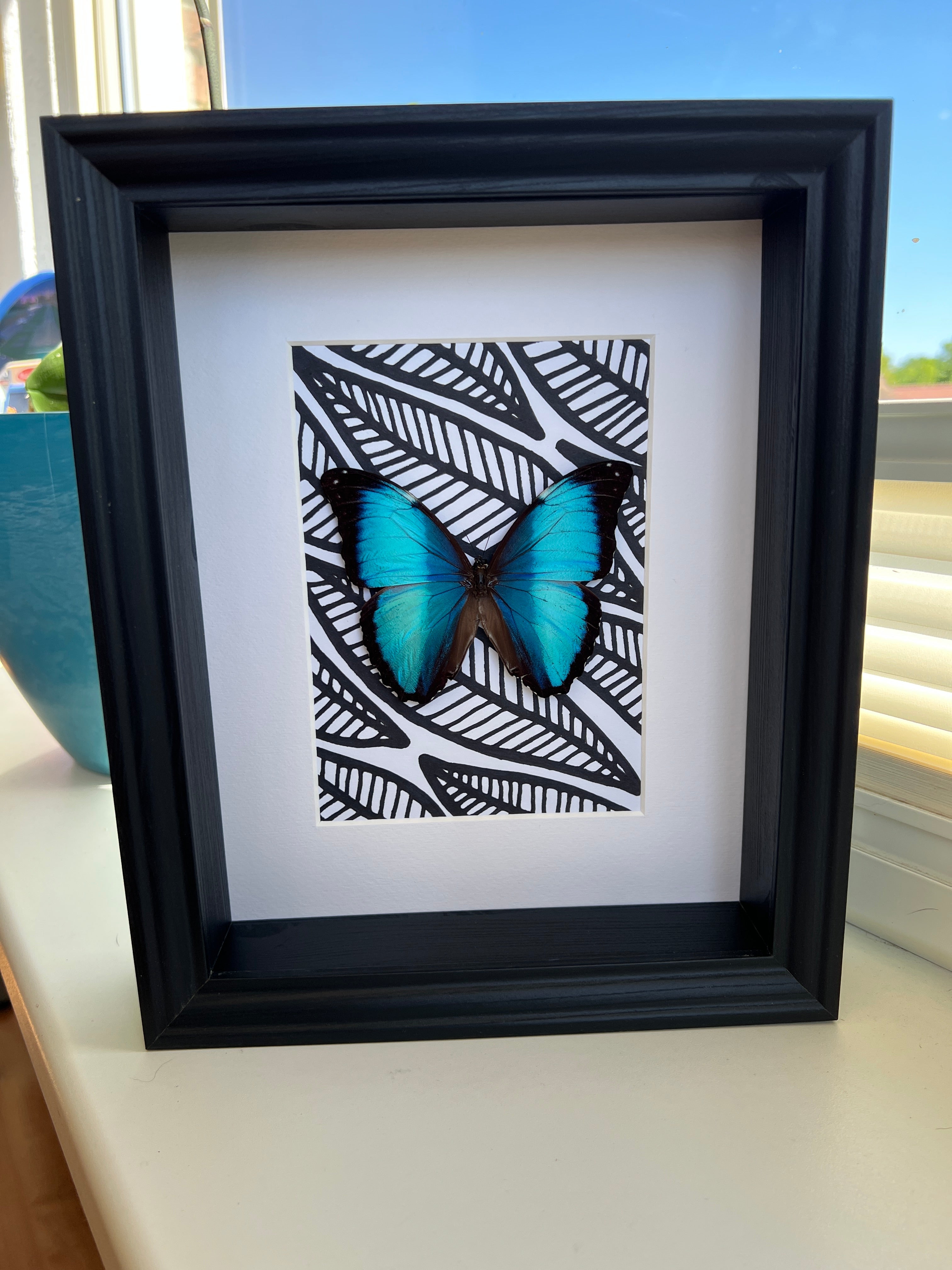 Morpho Peleides met zwart witte stift tekening in lijst