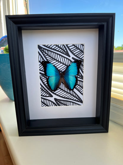 Morpho Peleides with black and white marker drawing in frame
