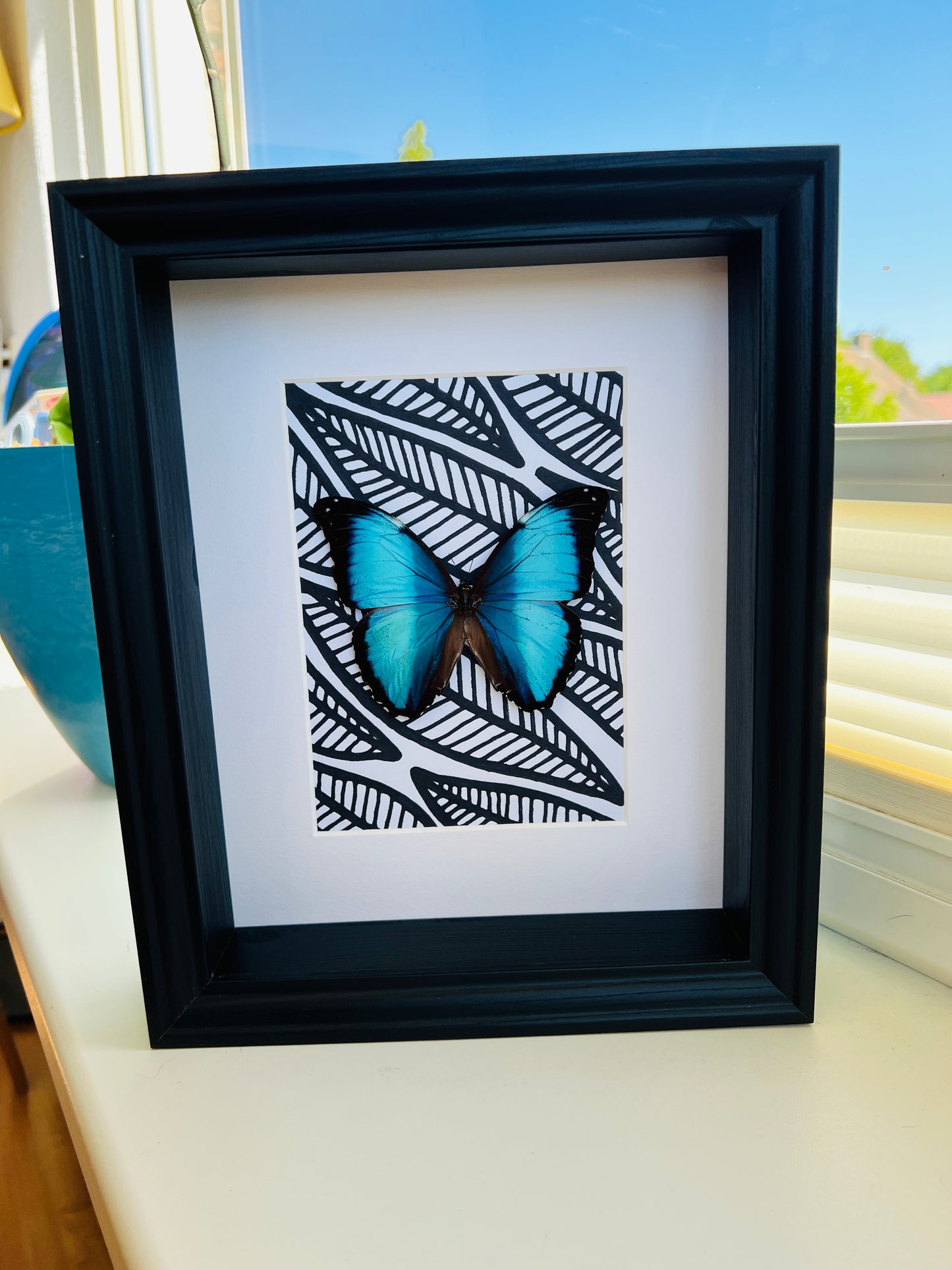 Morpho Peleides with black and white marker drawing in frame