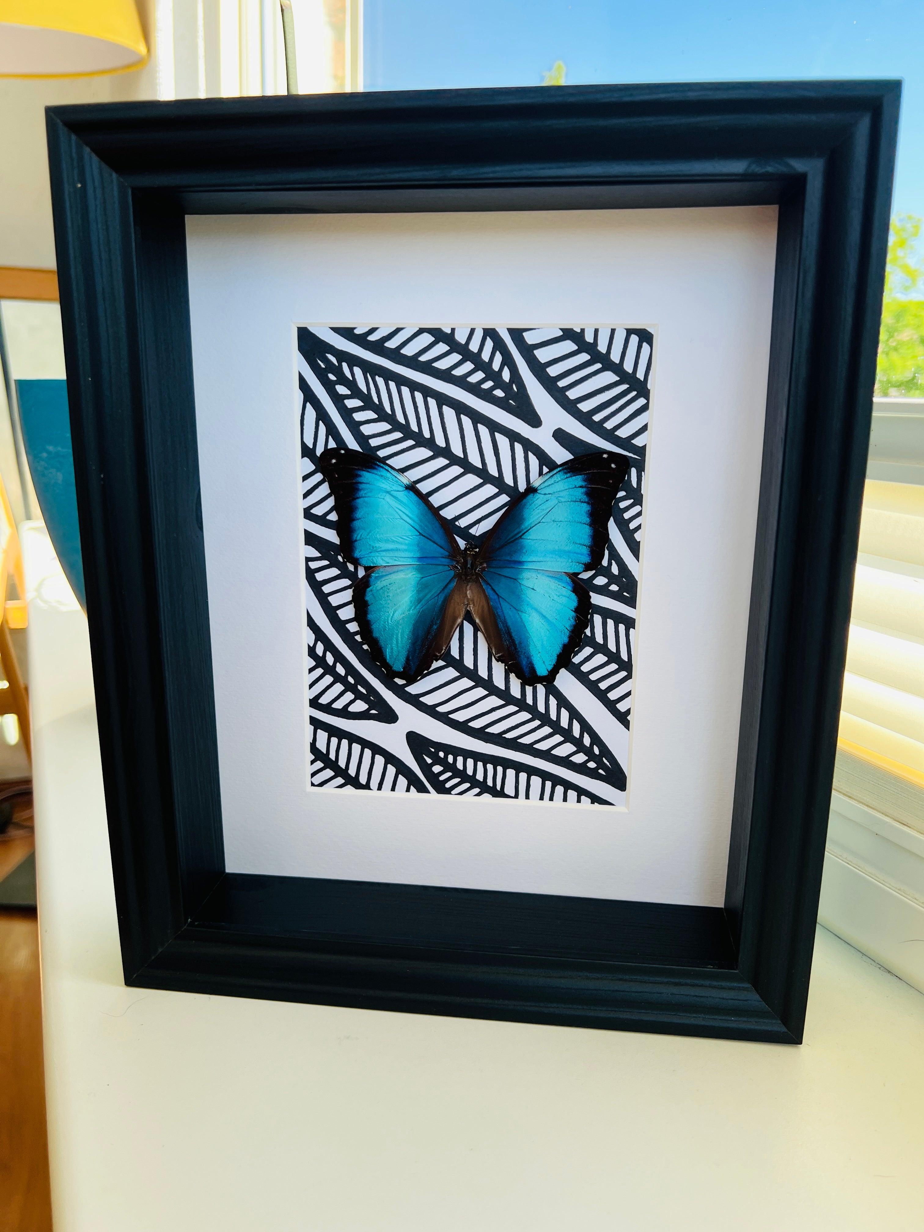 Morpho Peleides met zwart witte stift tekening in lijst