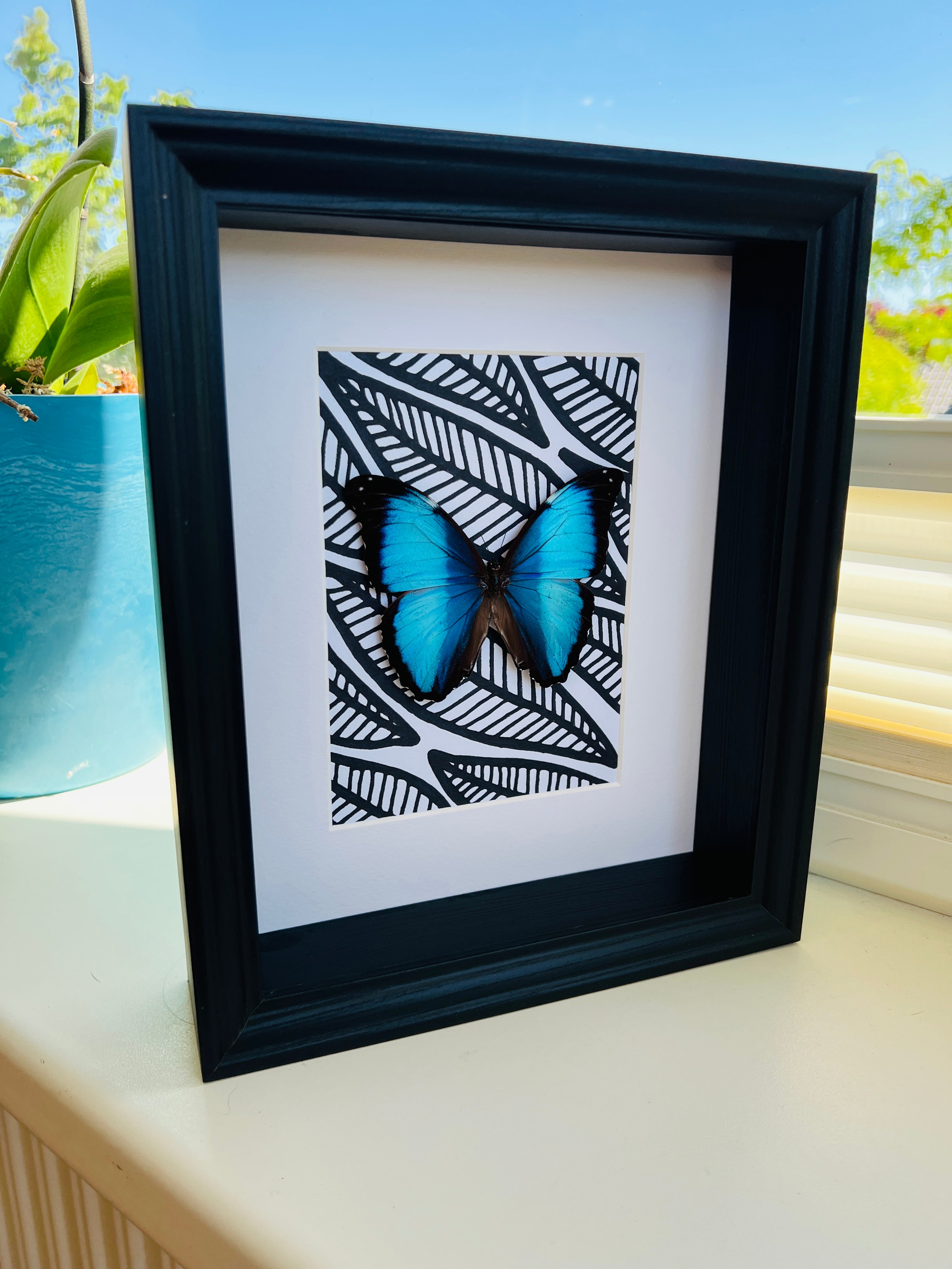 Morpho Peleides met zwart witte stift tekening in lijst