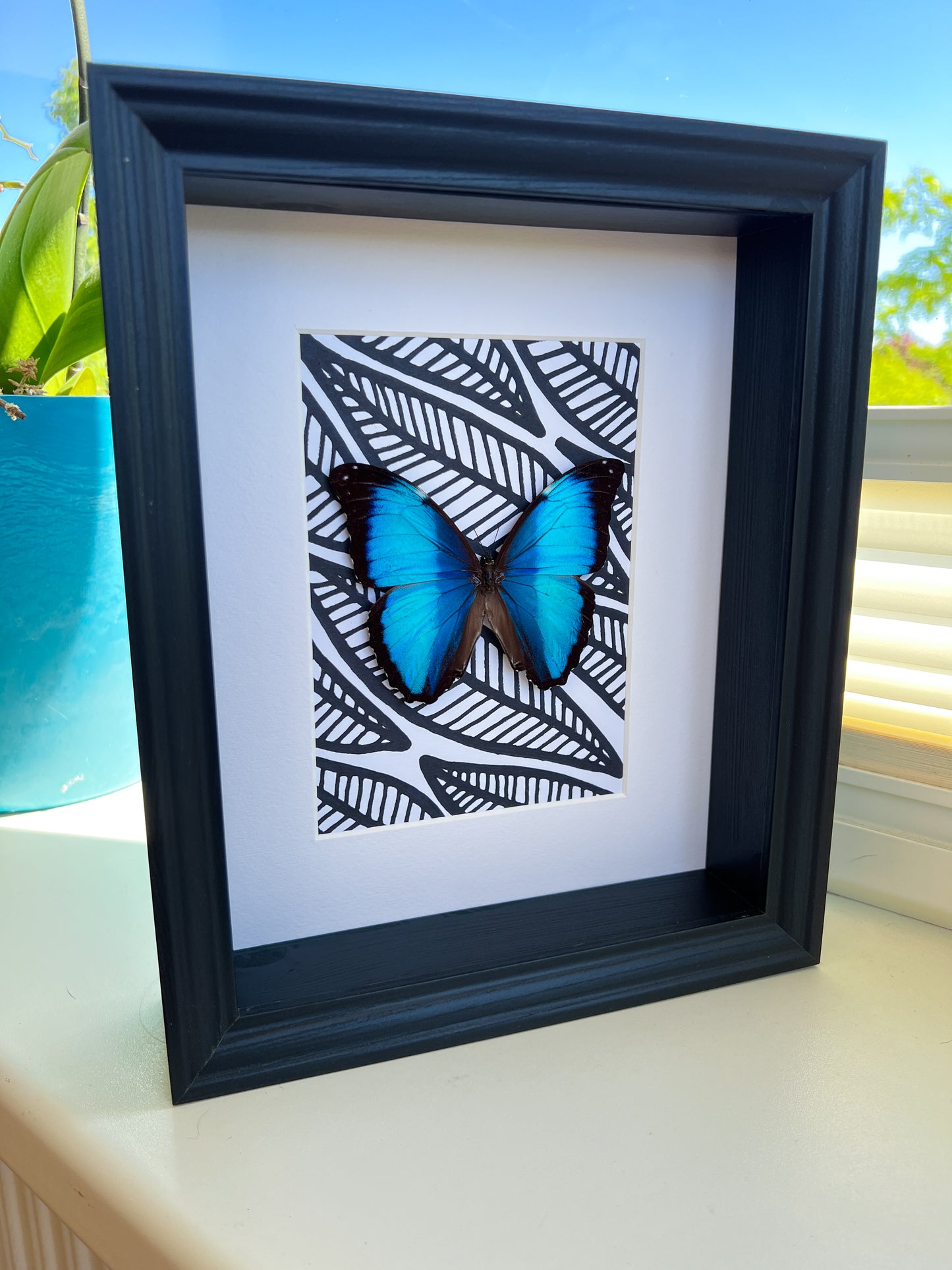 Morpho Peleides with black and white marker drawing in frame
