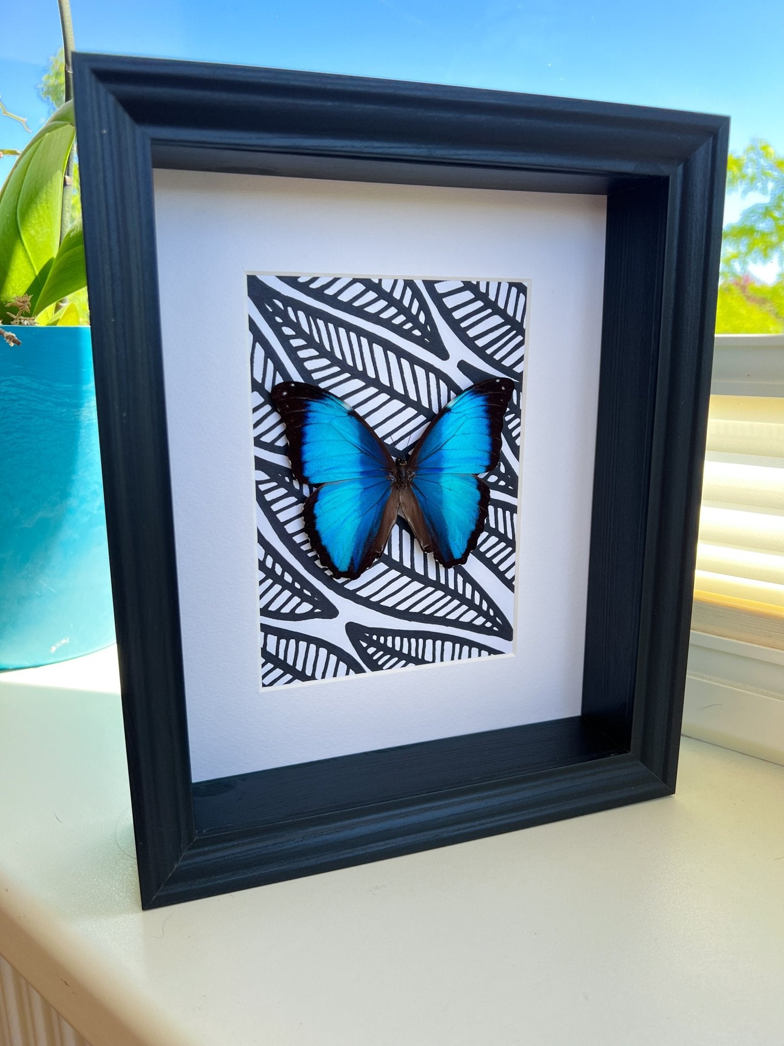 Morpho Peleides met zwart witte stift tekening in lijst by KEY LIME STORE