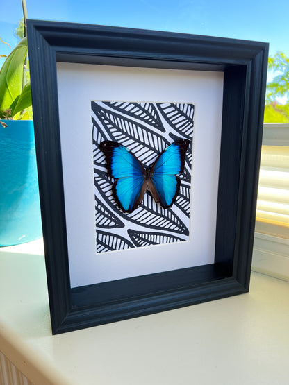 Morpho Peleides with black and white marker drawing in frame
