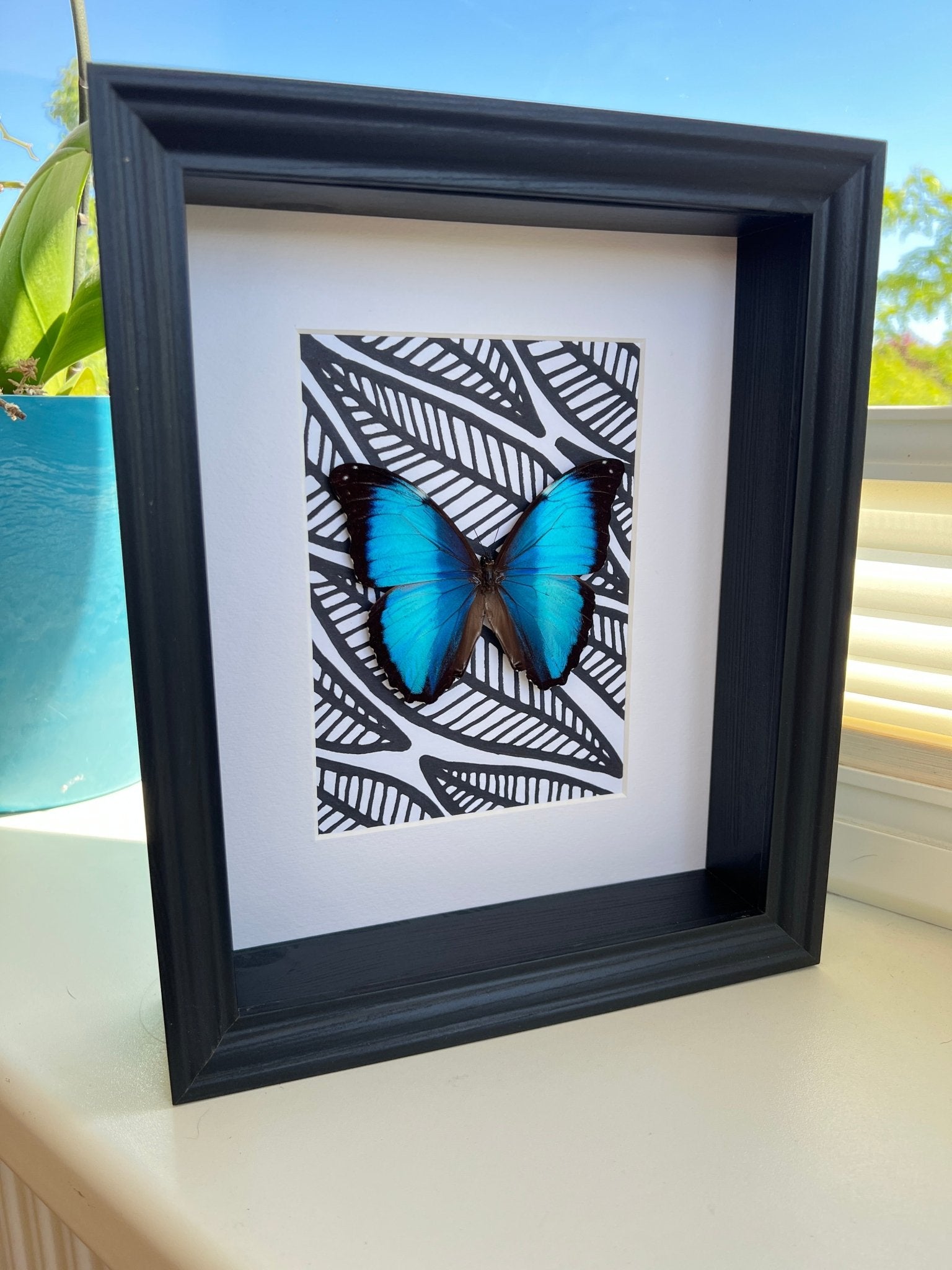Morpho Peleides met zwart witte stift tekening in lijst by KEY LIME STORE