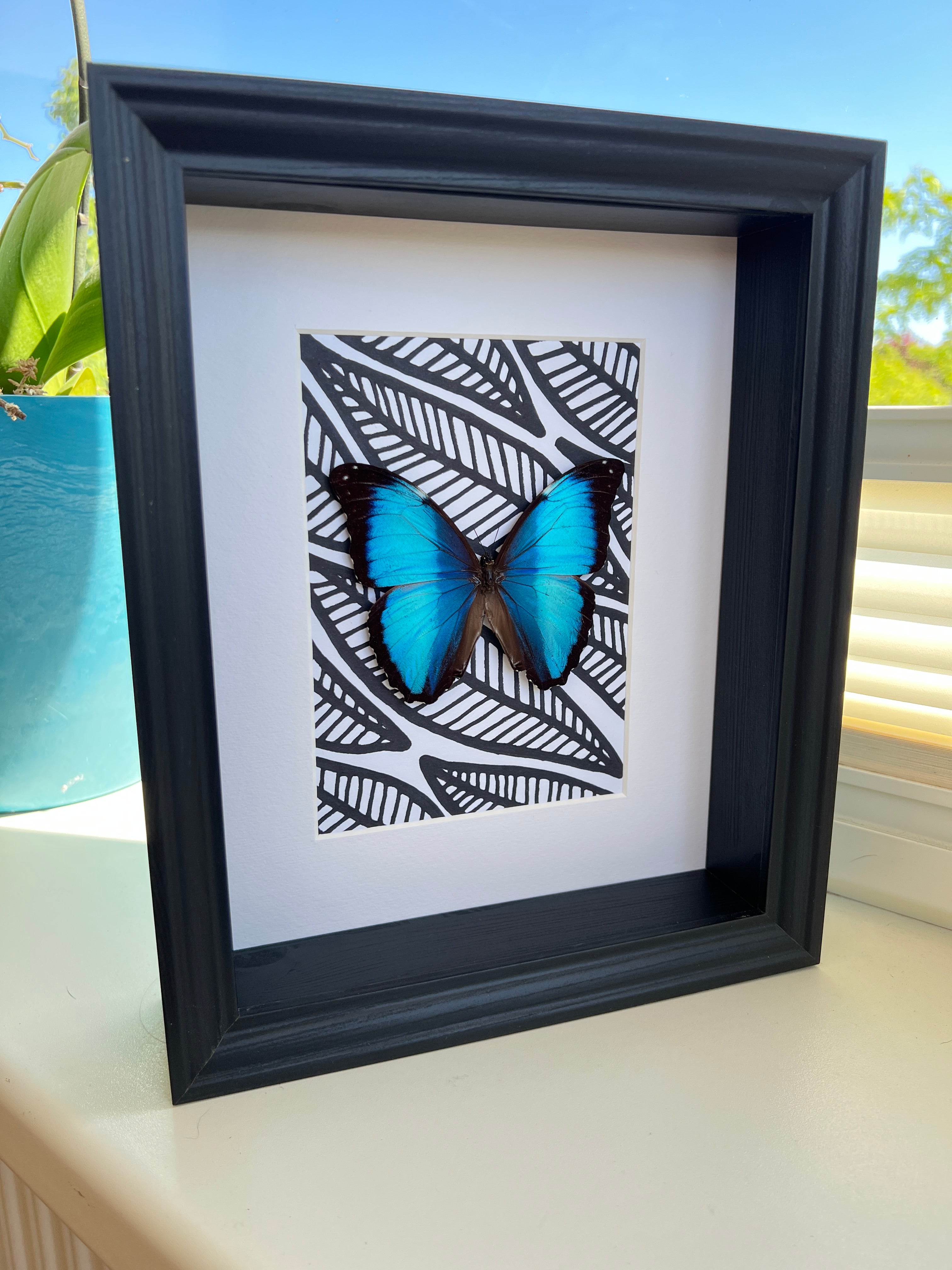 Morpho Peleides met zwart witte stift tekening in lijst