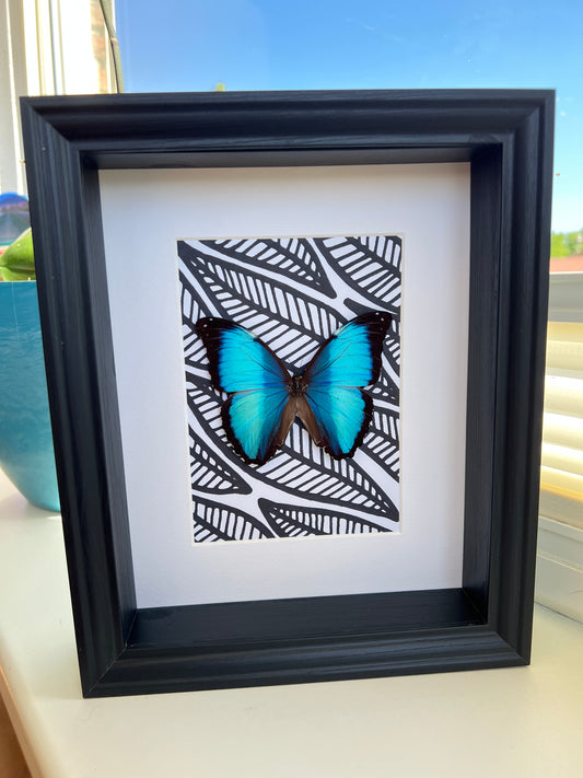 Morpho Peleides with black and white marker drawing in frame