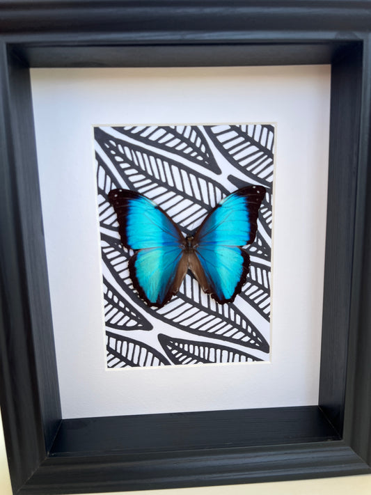 Morpho Peleides with black and white marker drawing in frame