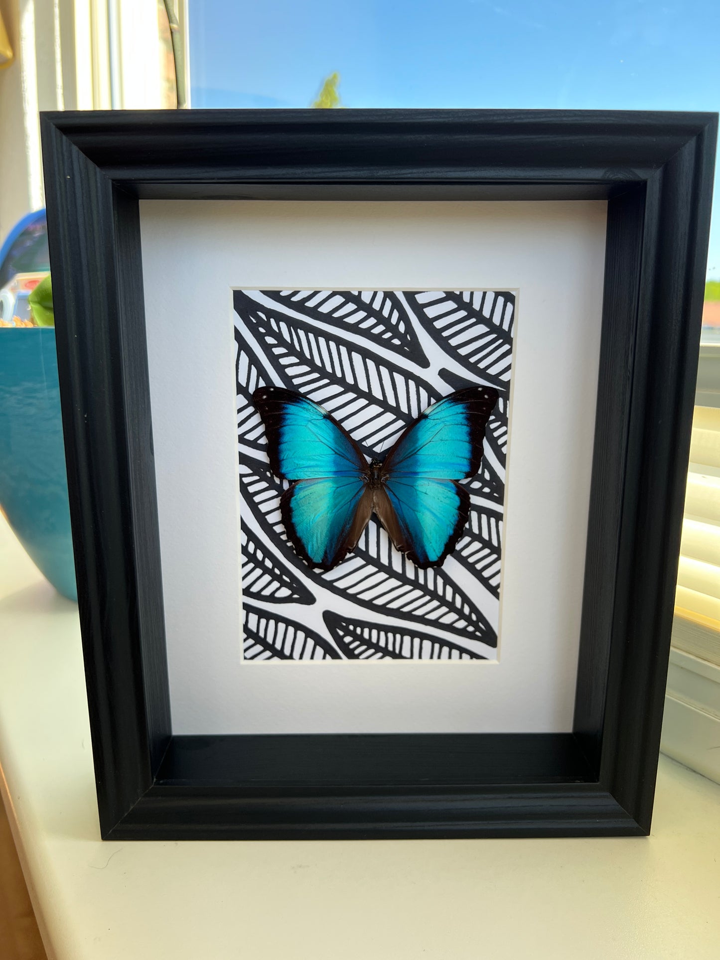 Morpho Peleides with black and white marker drawing in frame