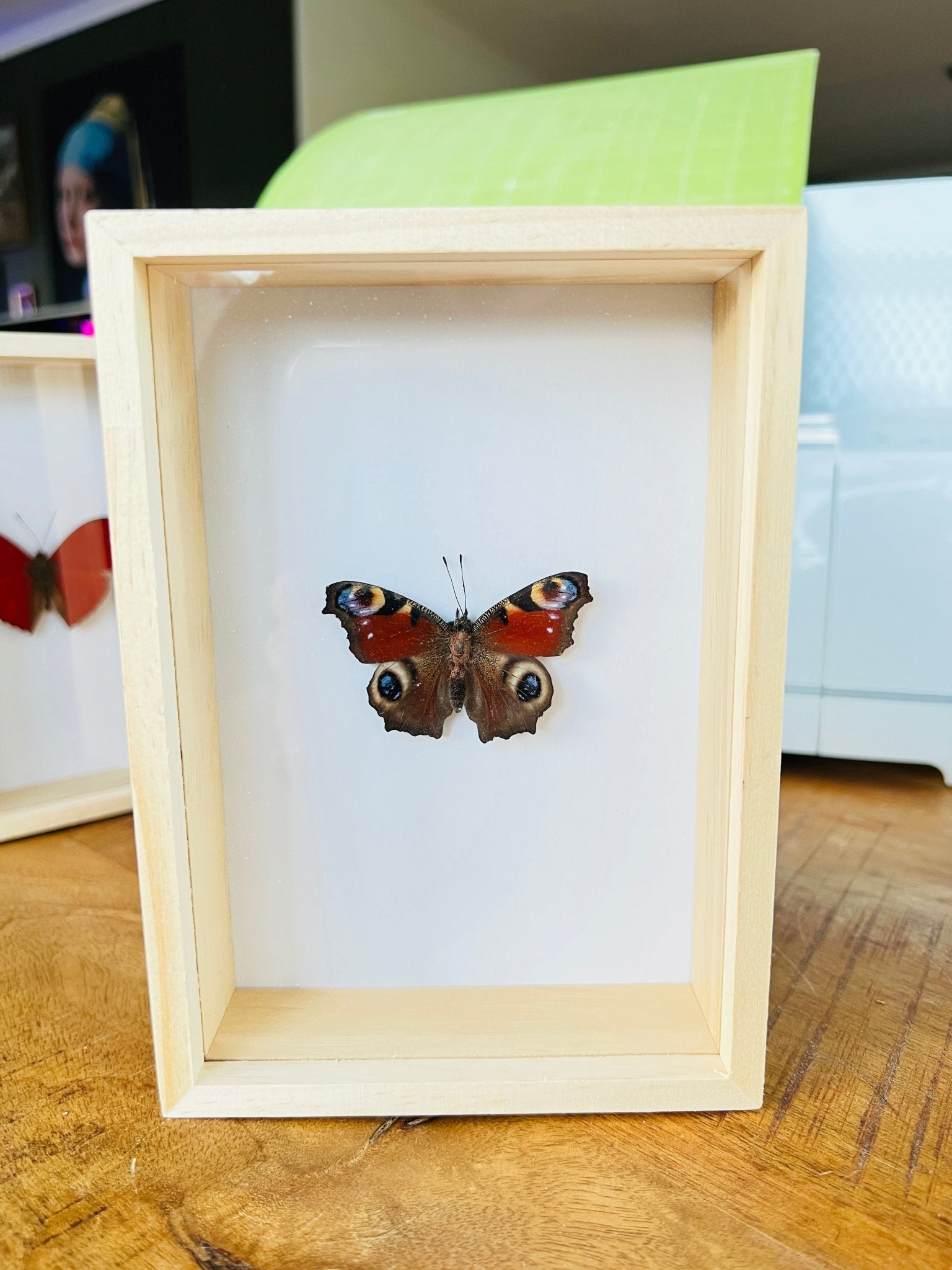 Aglais Io Dagpauwoog in box by KEY LIME STORE