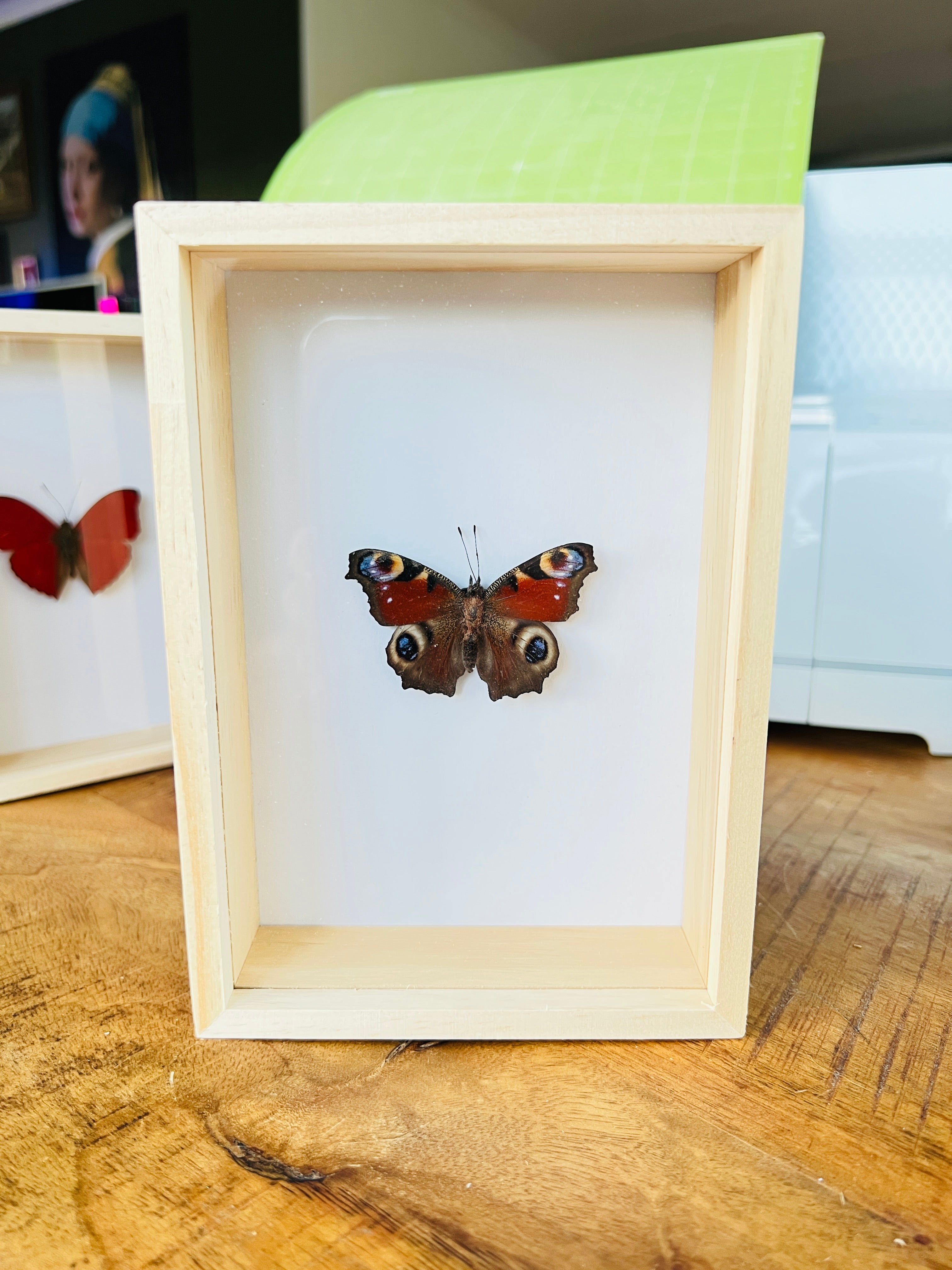 Aglais Io Peacock Butterfly in box