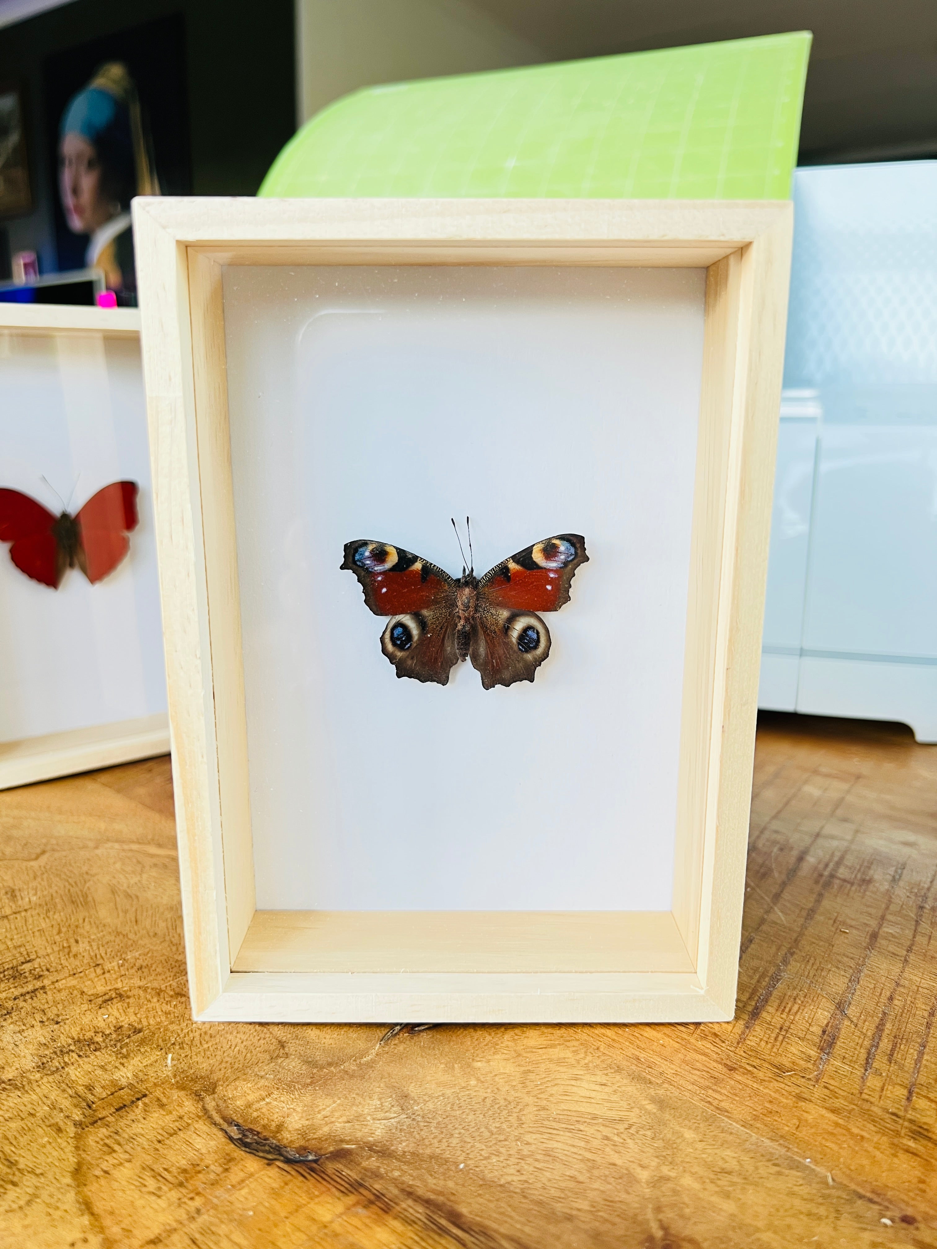 Aglais Io Peacock Butterfly in box