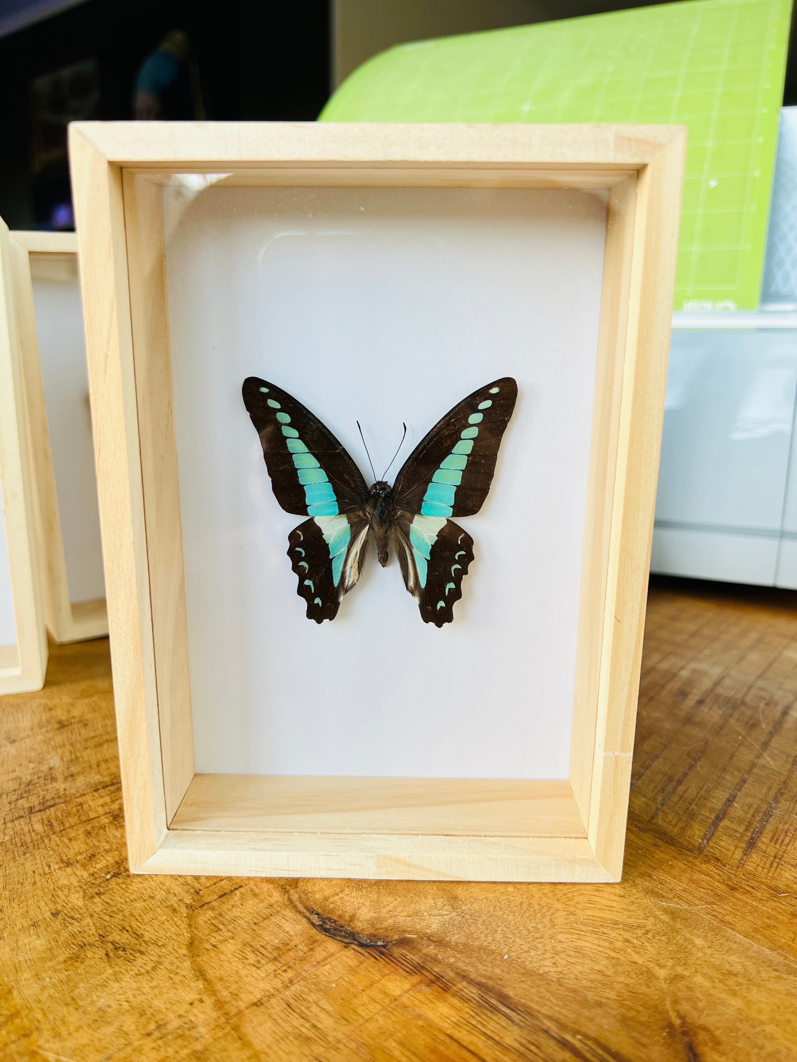 Graphium Sarpedon in box