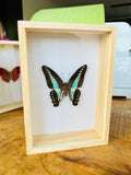 Graphium Sarpedon in einer Schachtel von KEY LIME STORE
