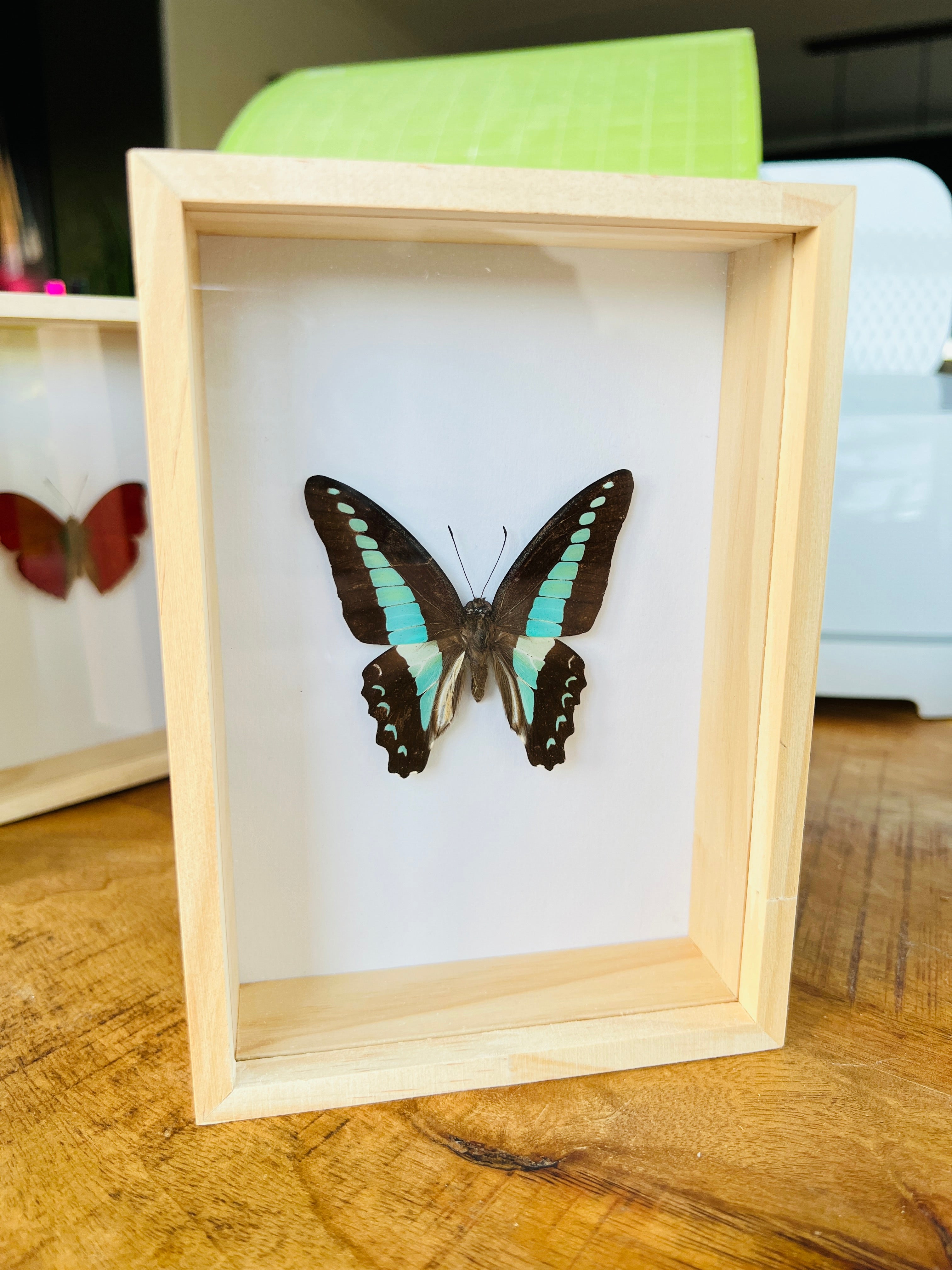 Graphium Sarpedon in box