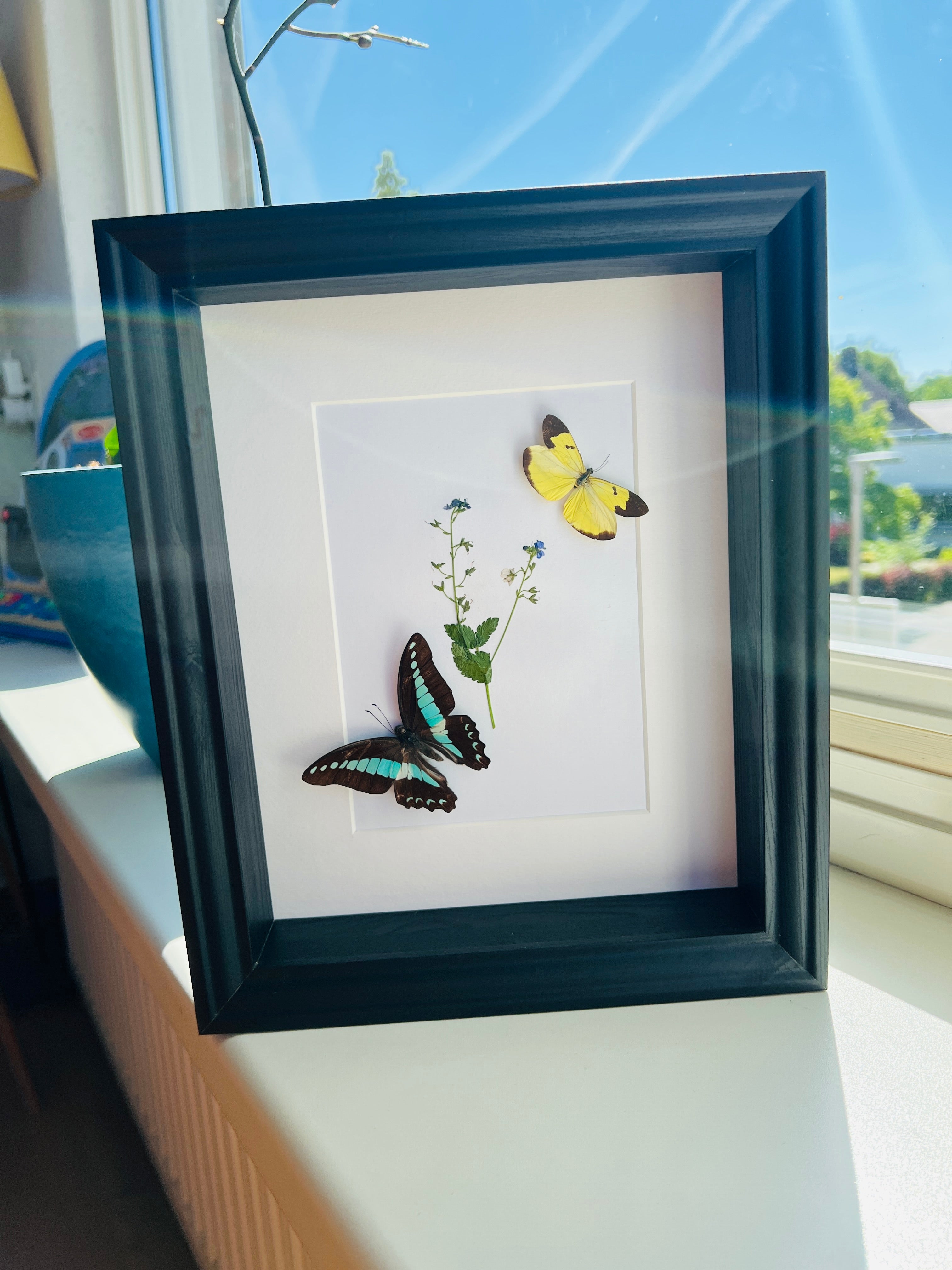 Graphium Sarpedon und Enantia mit originaler Zeichnung im Rahmen
