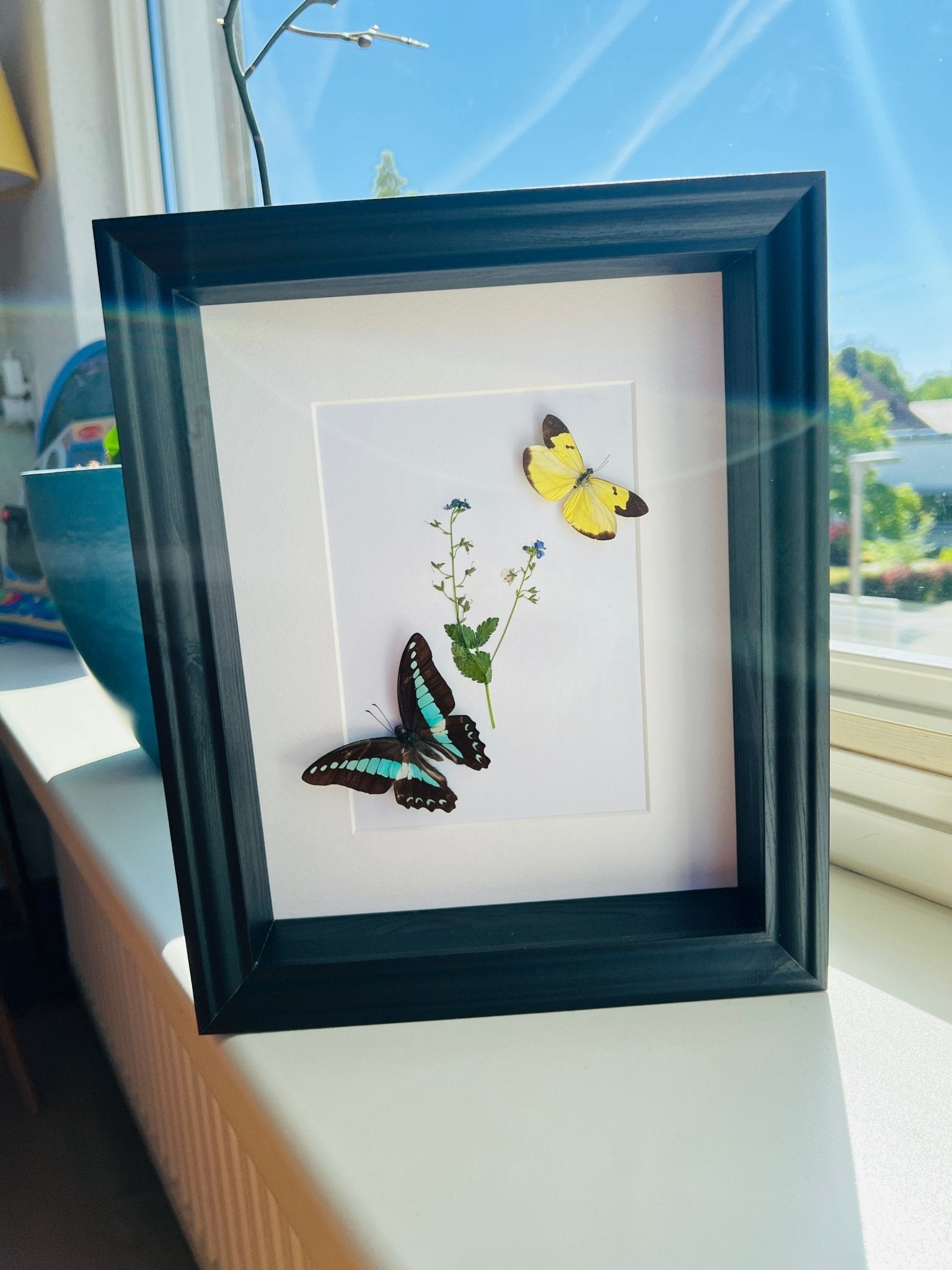 Graphium Sarpedon und Enantia mit originaler Zeichnung im Rahmen von KEY LIME STORE