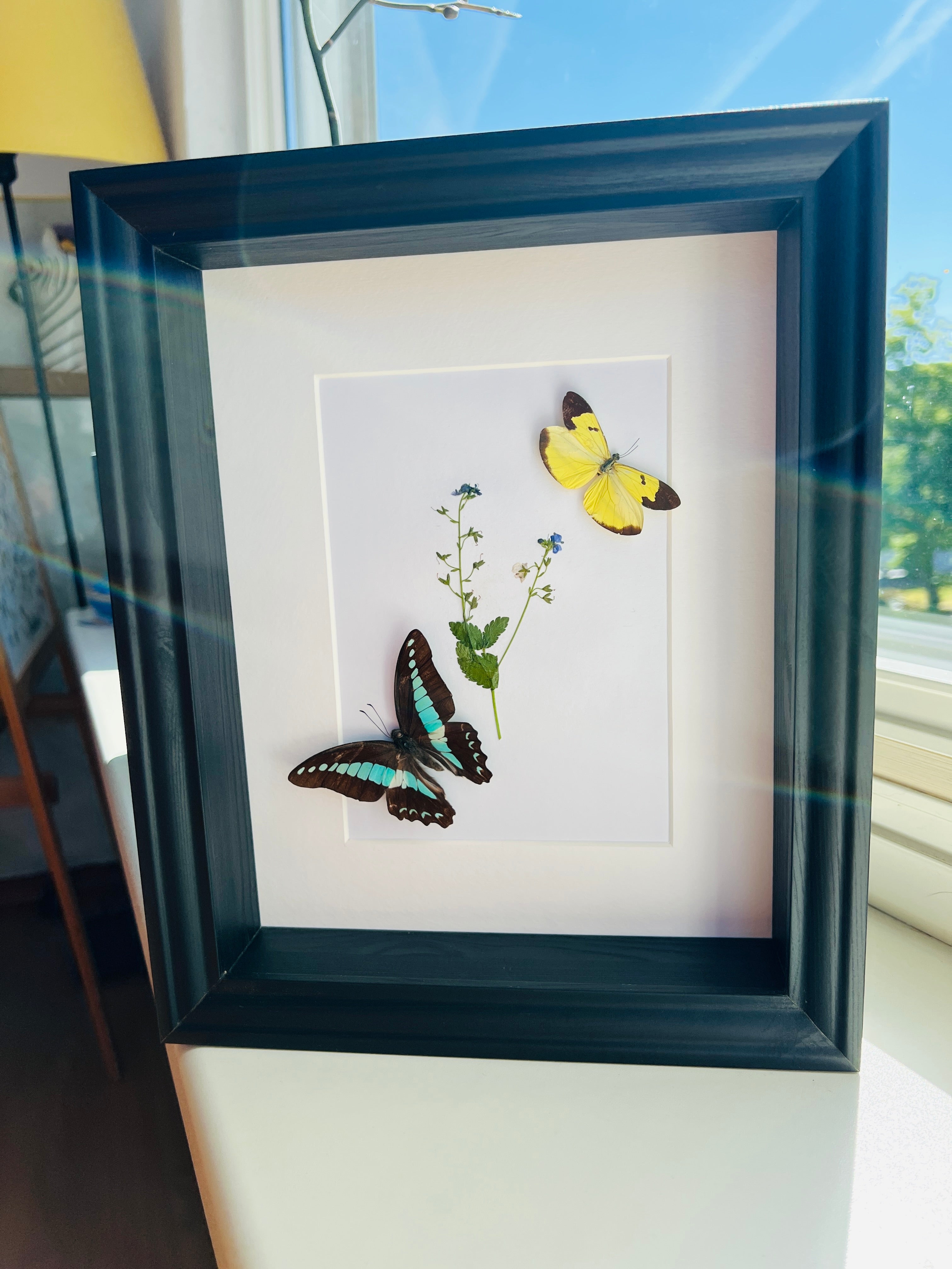 Graphium Sarpedon und Enantia mit originaler Zeichnung im Rahmen