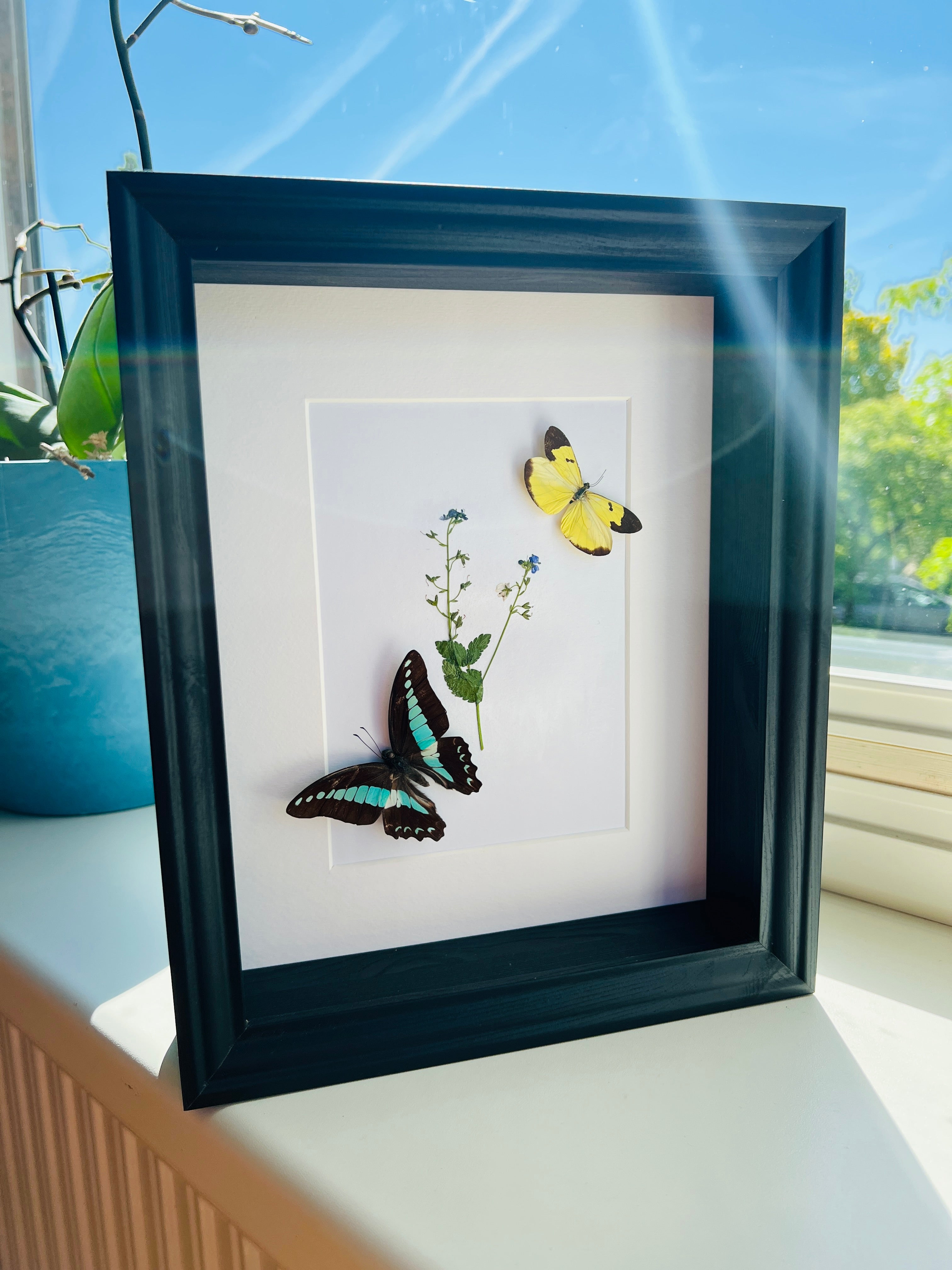 Graphium Sarpedon en Enantia met echte tekening in lijst