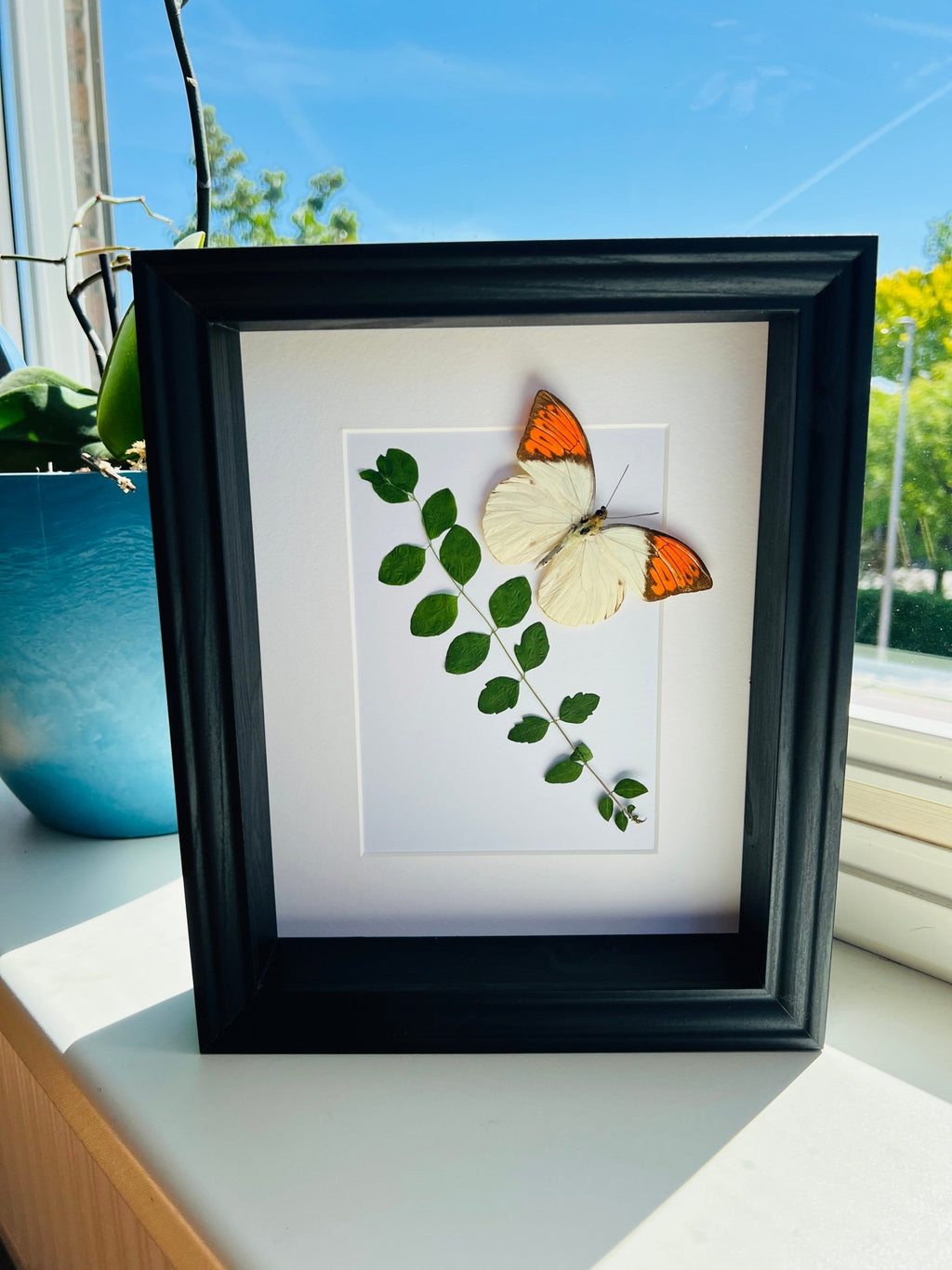 „Hebomoia Glaucippe“ mit getrockneten Pflanzen in einem Rahmen von KEY LIME STORE