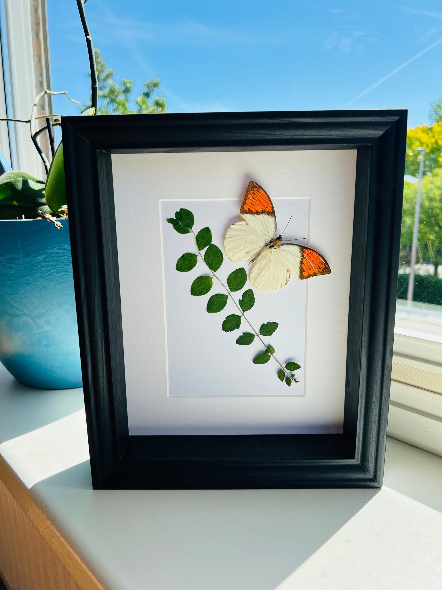 „Hebomoia Glaucippe“ mit getrockneten Pflanzen in einem Rahmen von KEY LIME STORE