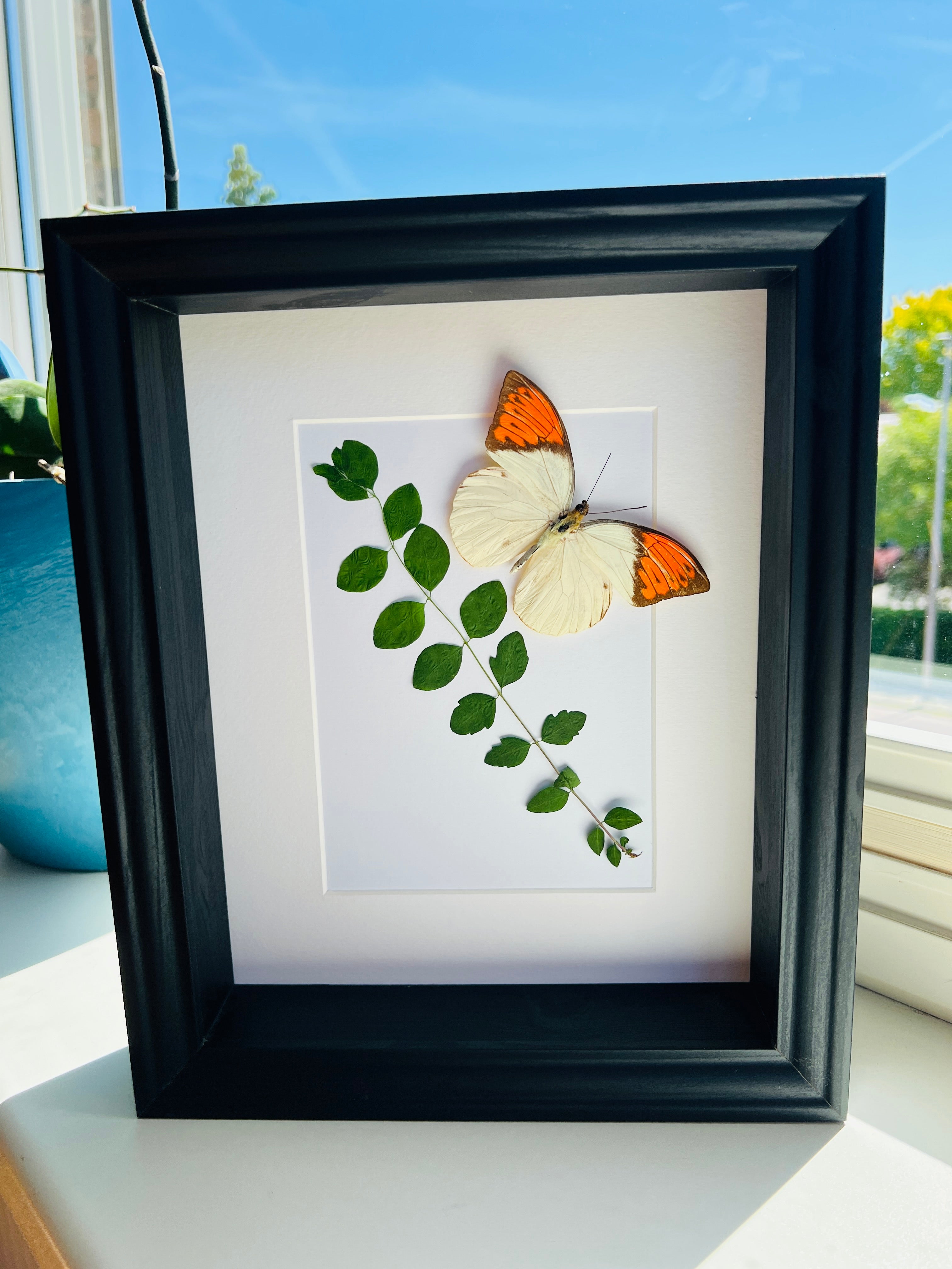 Hebomoia Glaucippe met droogplanten in lijst