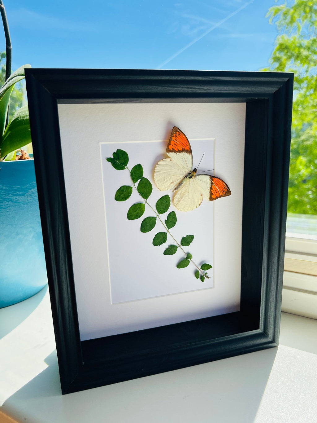 „Hebomoia Glaucippe“ mit getrockneten Pflanzen in einem Rahmen von KEY LIME STORE