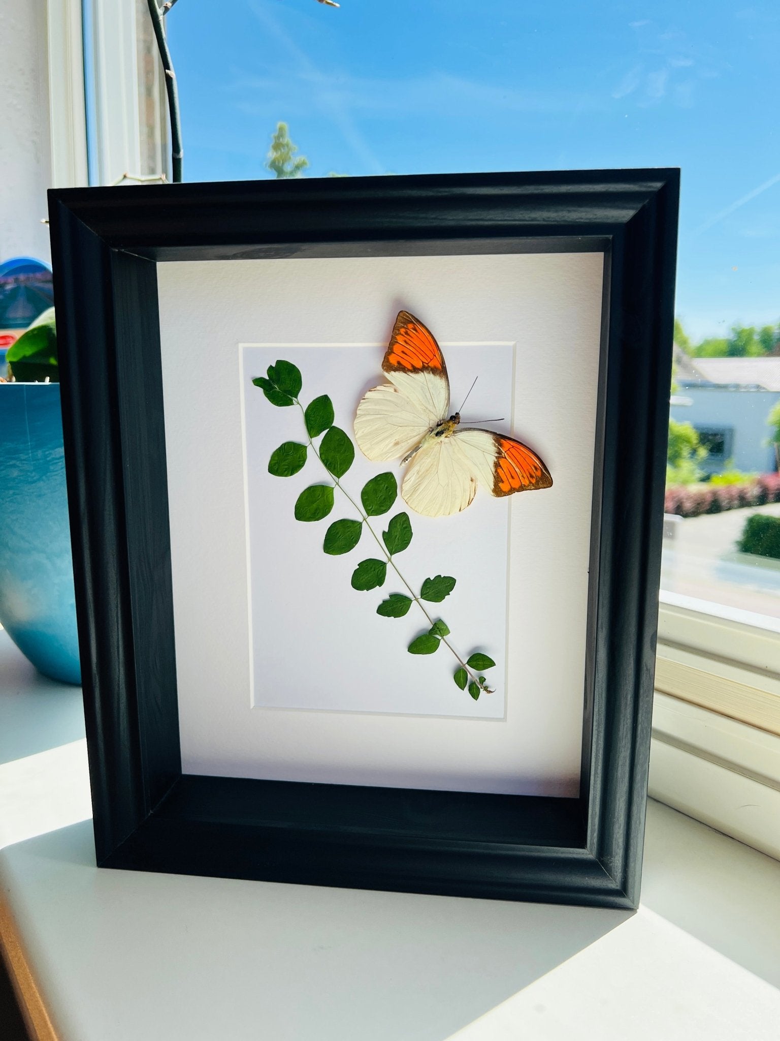 „Hebomoia Glaucippe“ mit getrockneten Pflanzen in einem Rahmen von KEY LIME STORE