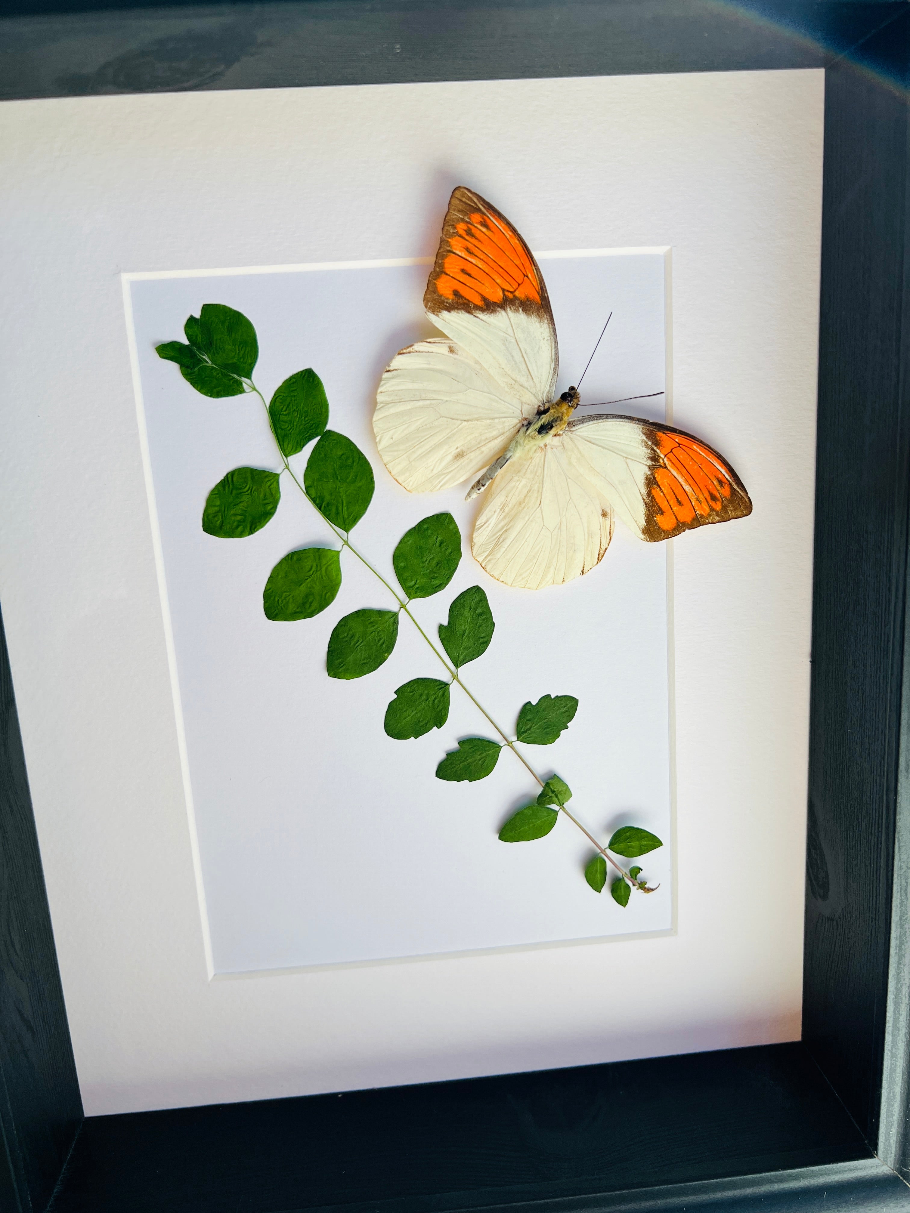 Hebomoia Glaucippe met droogplanten in lijst