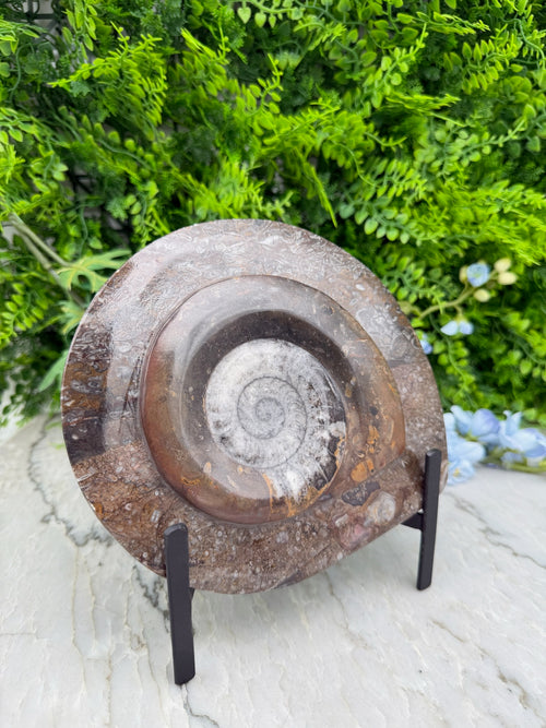 Polished ammonite fossil on a stand