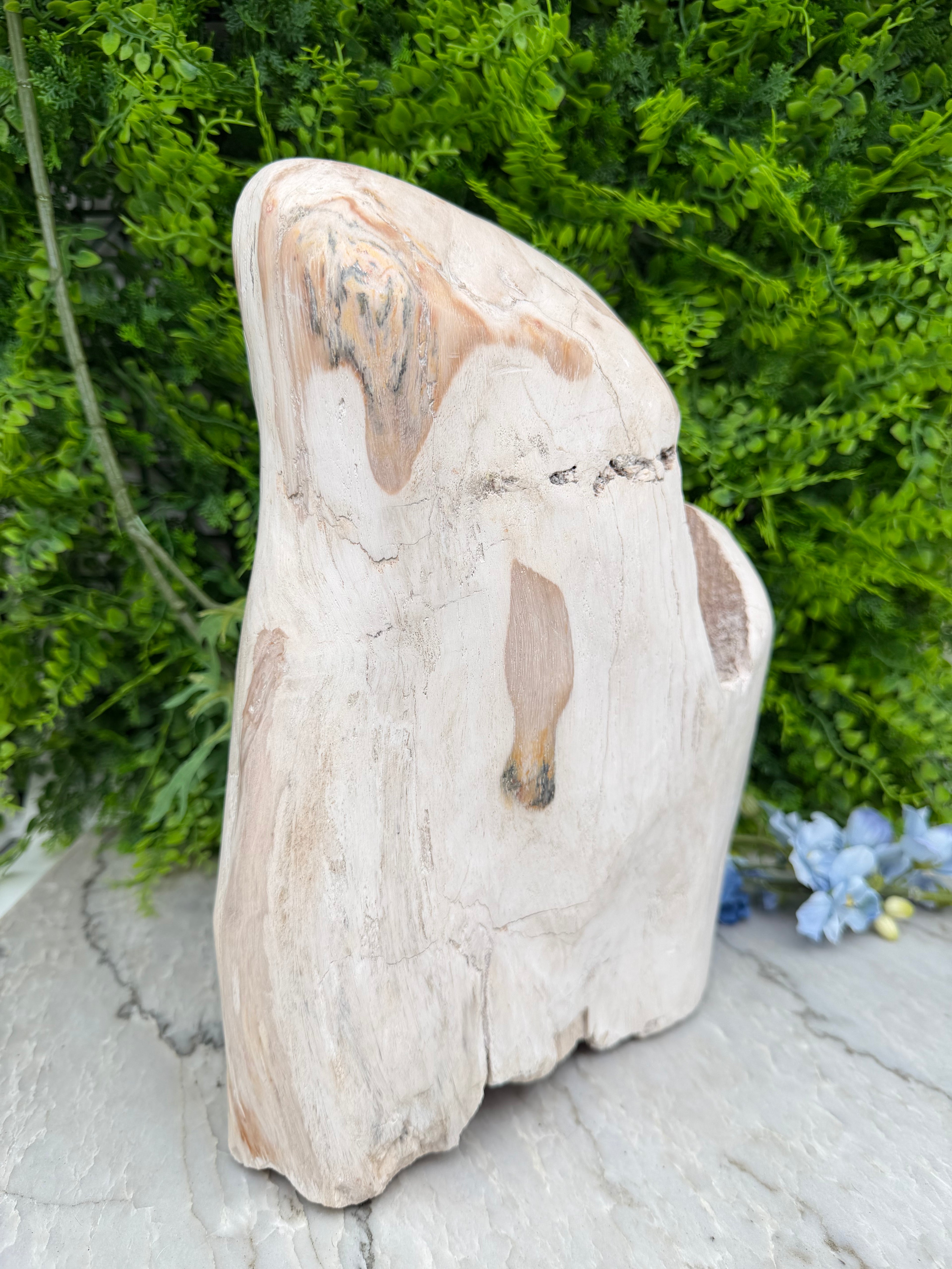 XL - Petrified wood from Indonesia (7920 gr/31 cm)