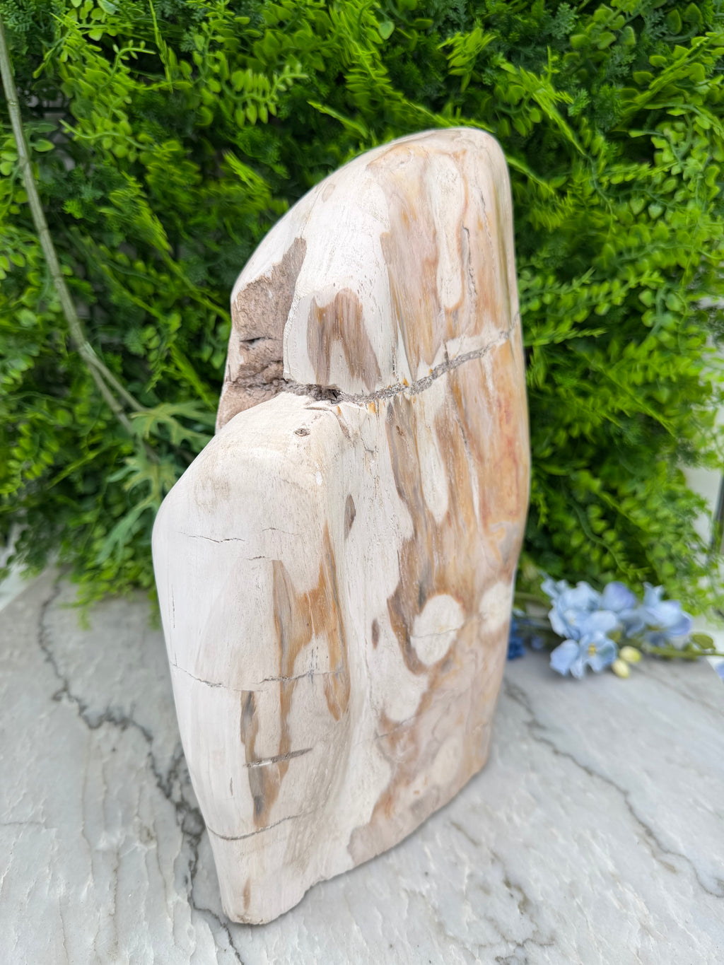 XL - Petrified wood from Indonesia (7920 gr/31 cm)