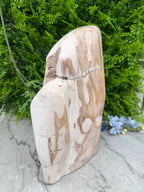 XL - Petrified wood from Indonesia (7920 gr/31 cm)