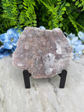 a piece of rock with a speckled surface, placed on a stand and surrounded by a variety of green foliage.