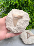 Fossiele Haaientand Otodus (23 miljoen jaar)