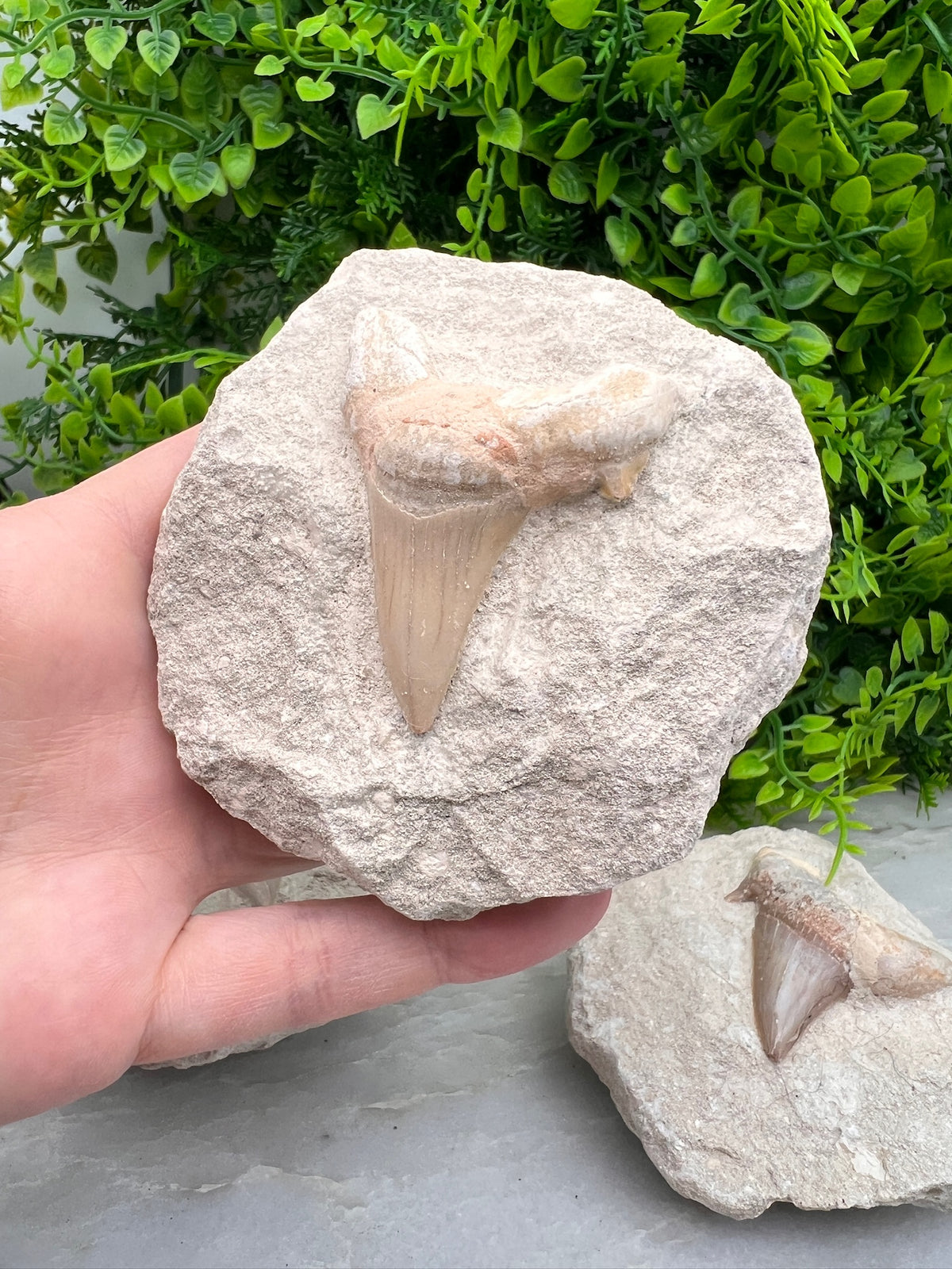 Fossiele Haaientand Otodus (23 miljoen jaar)